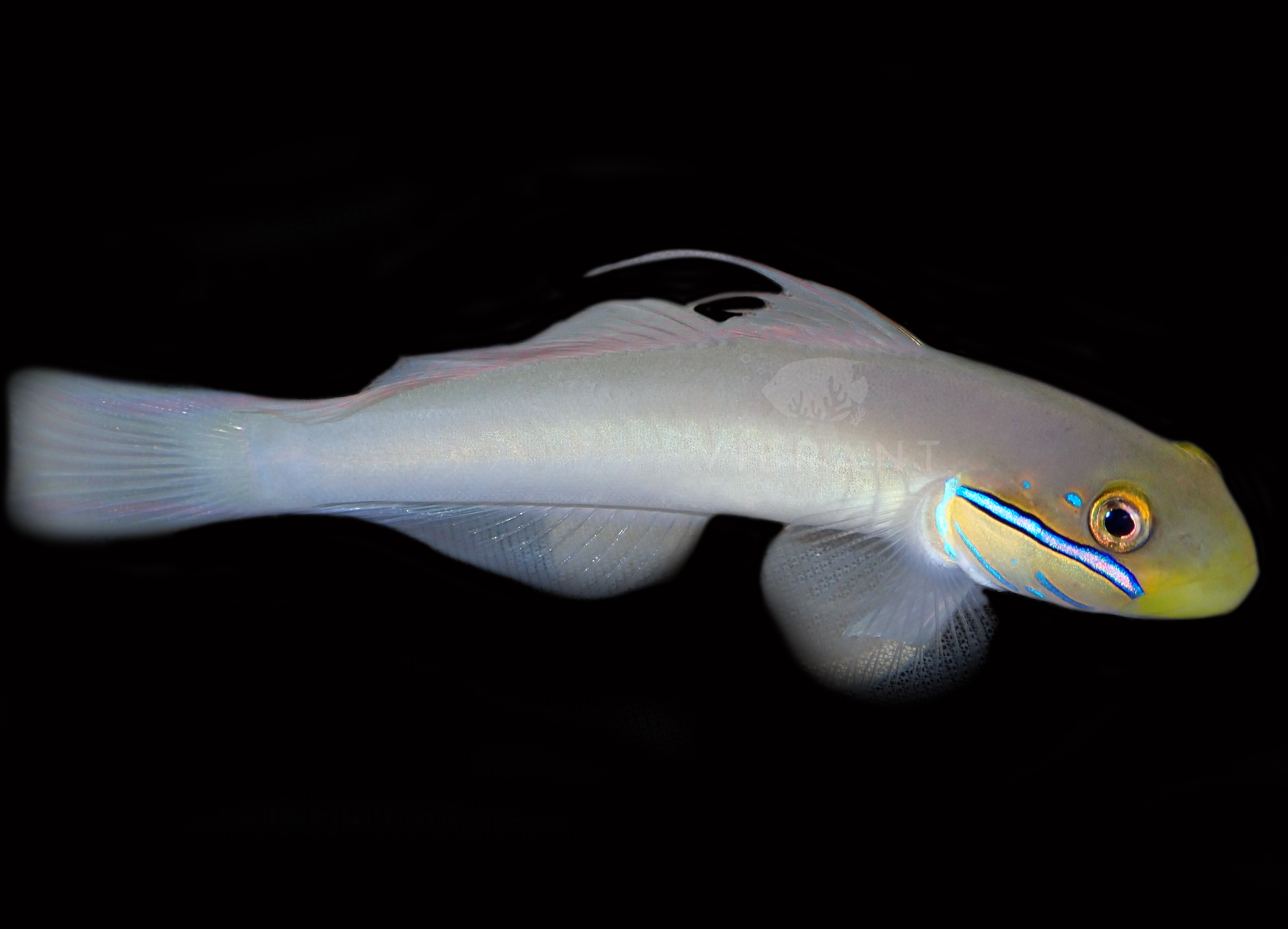 Golden Headed Sleeper Goby (Valenciennaea strigata)