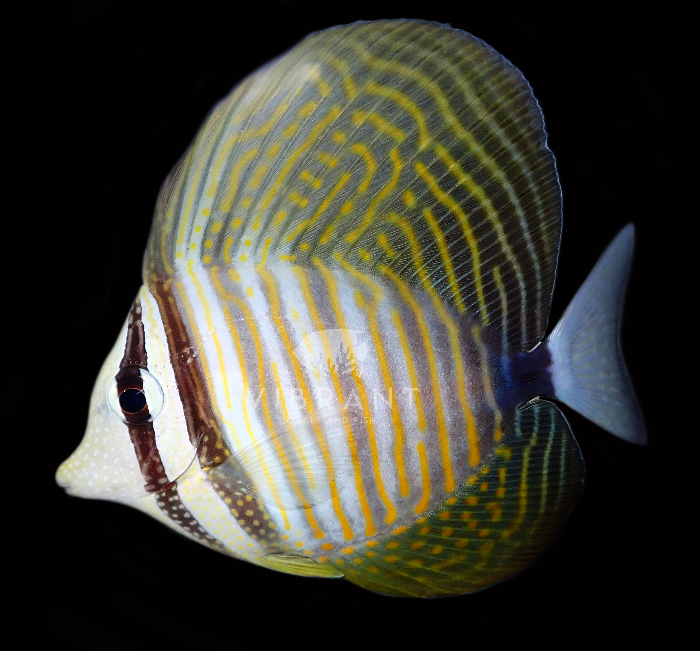 Desjardinii Sailfin Tang (Zebrasoma desjardinii)