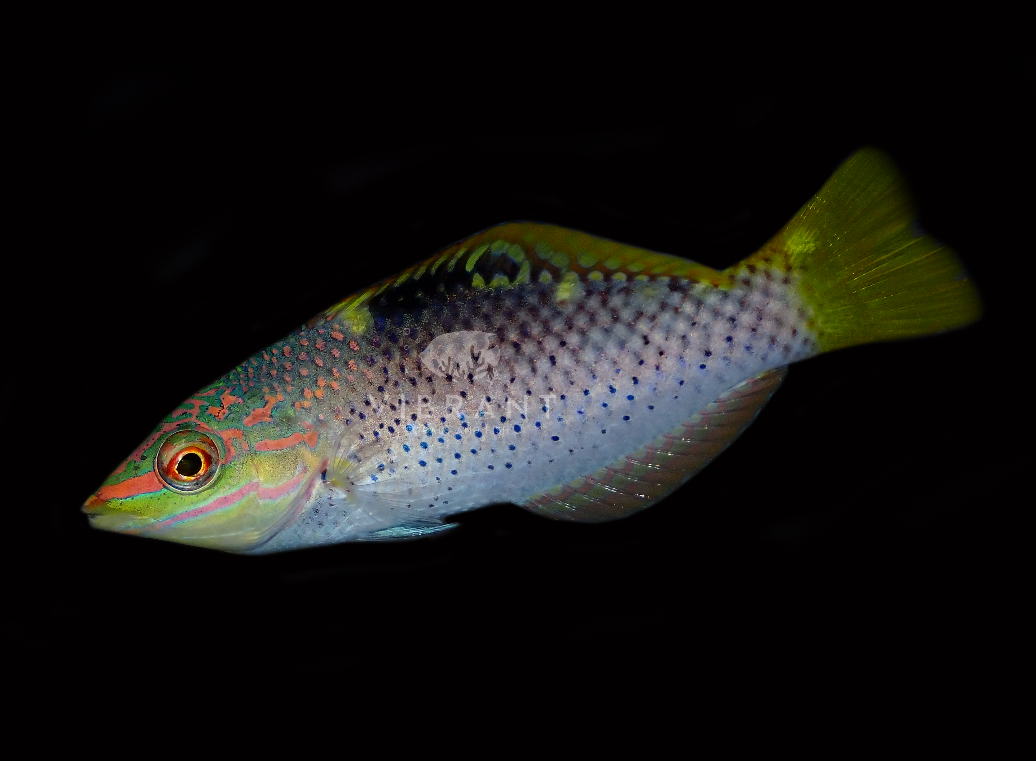 Checkerboard/Marble Wrasse (Halichoeres hortulanus)