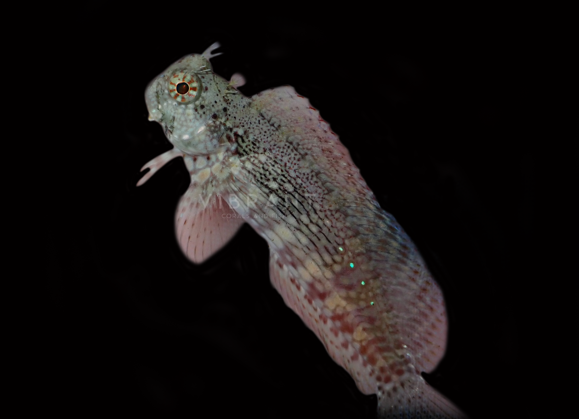 Lawnmower Blenny (Salarias fasciatus)