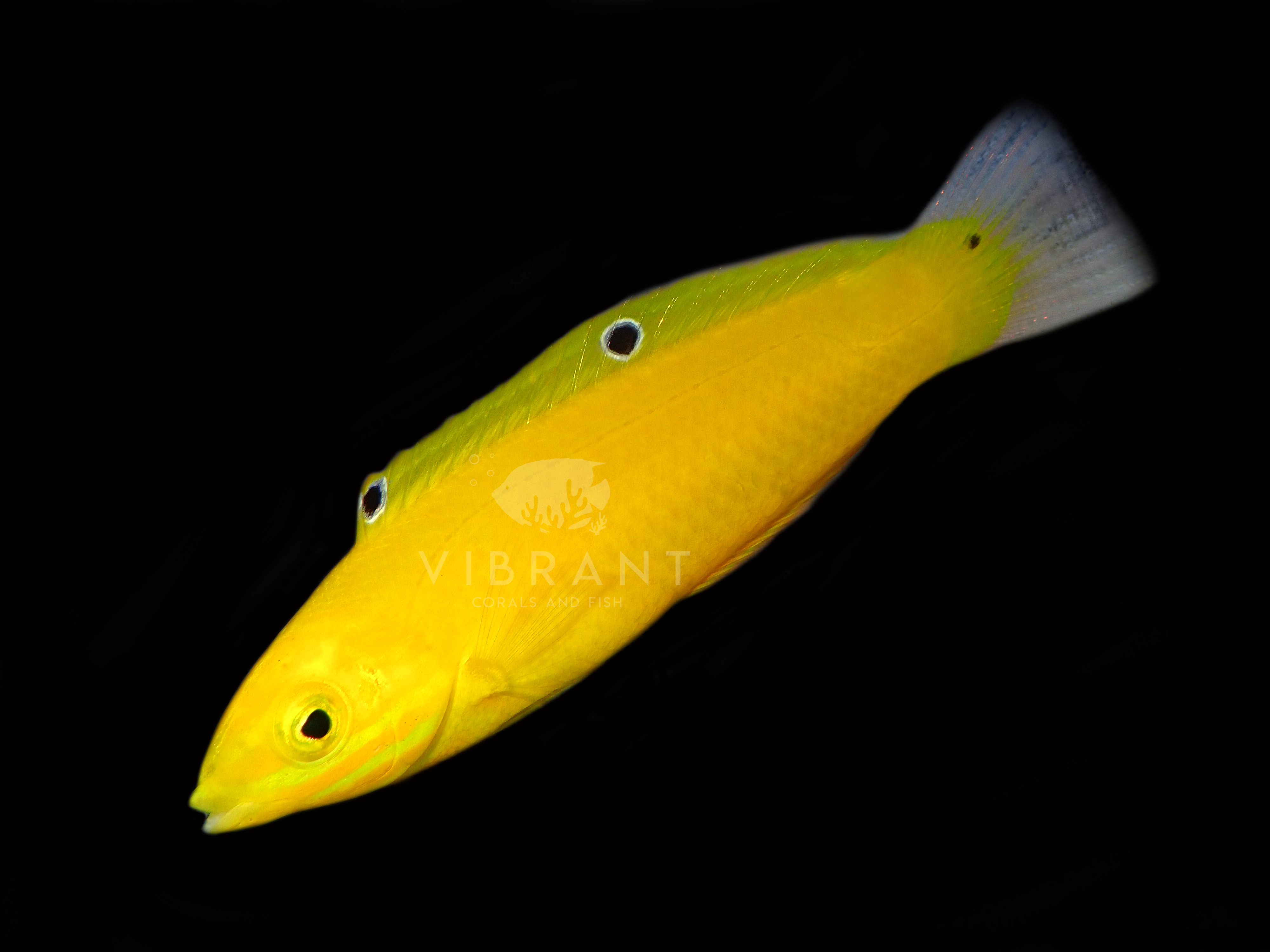 Yellow Coris Wrasse (Halichoeres chrysus)