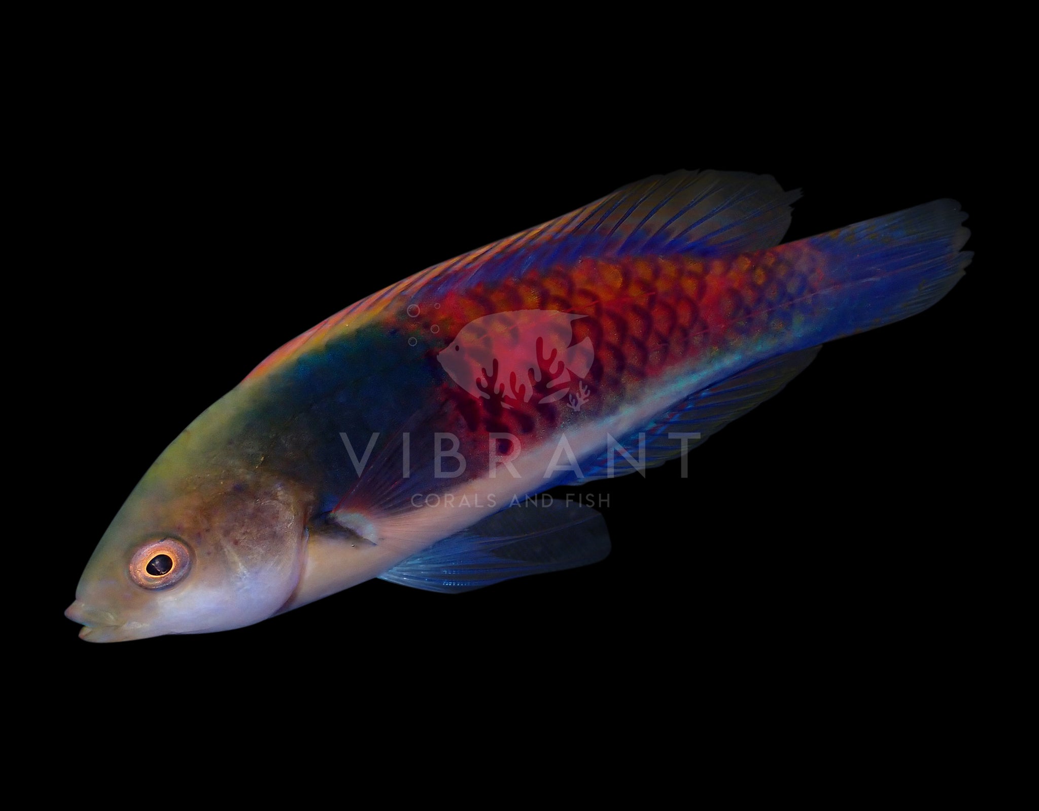 Blue Sided Fairy Wrasse (Cirrhilabrus cyanopleura)