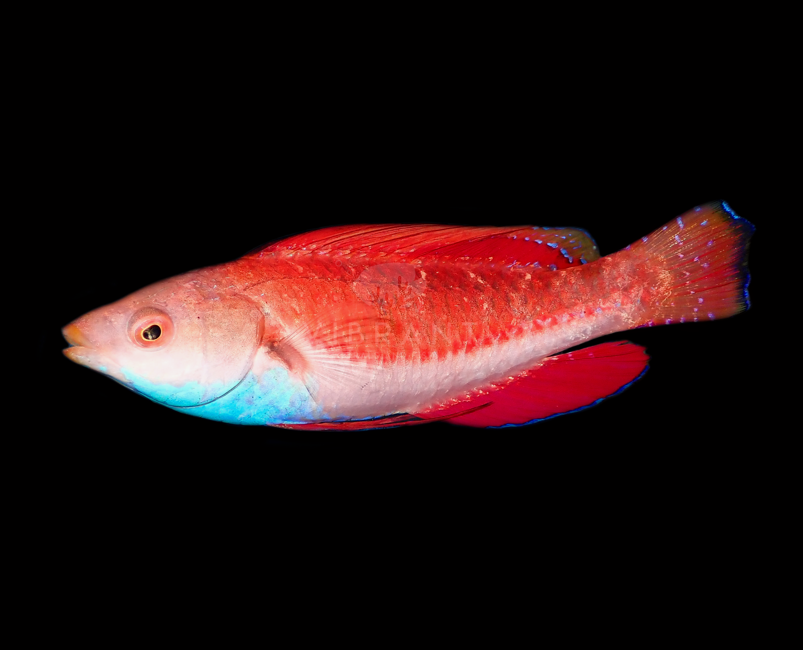 Sailfin Fairy Wrasse (Cirrhilabrus cyanogularis)