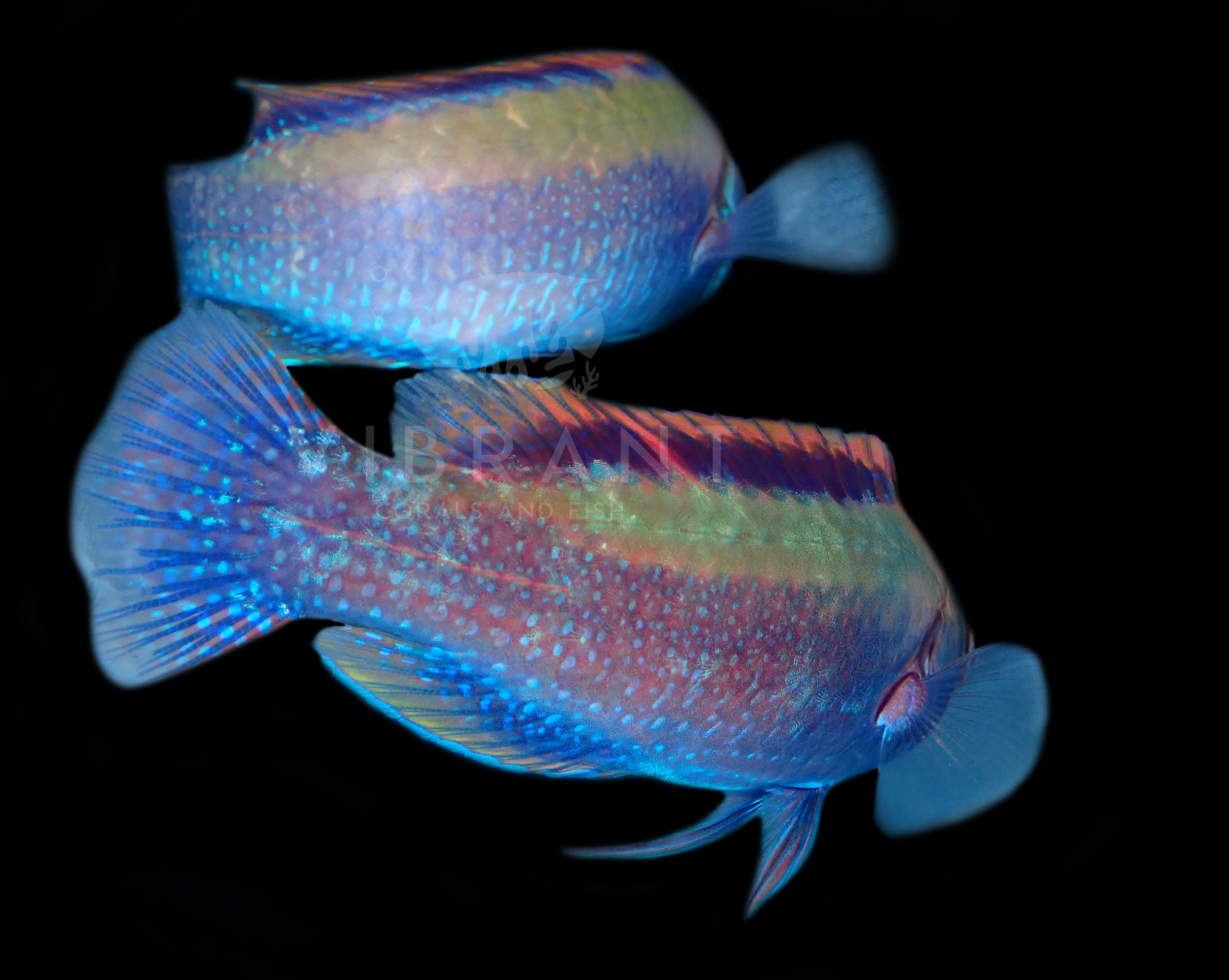 Beau's Fairy Wrasse (Cirrhilabrus beauperryi)