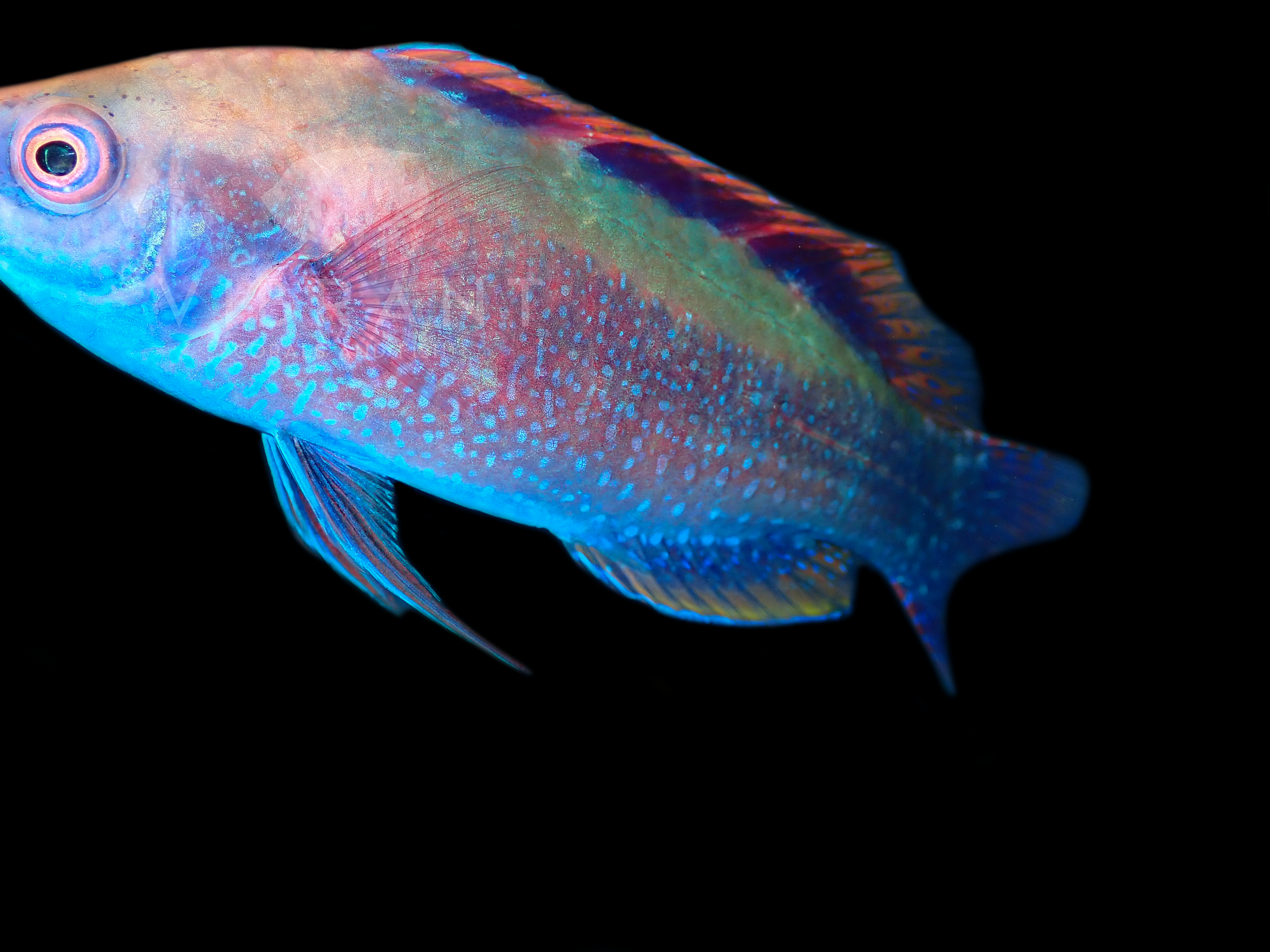 Beau's Fairy Wrasse (Cirrhilabrus beauperryi)