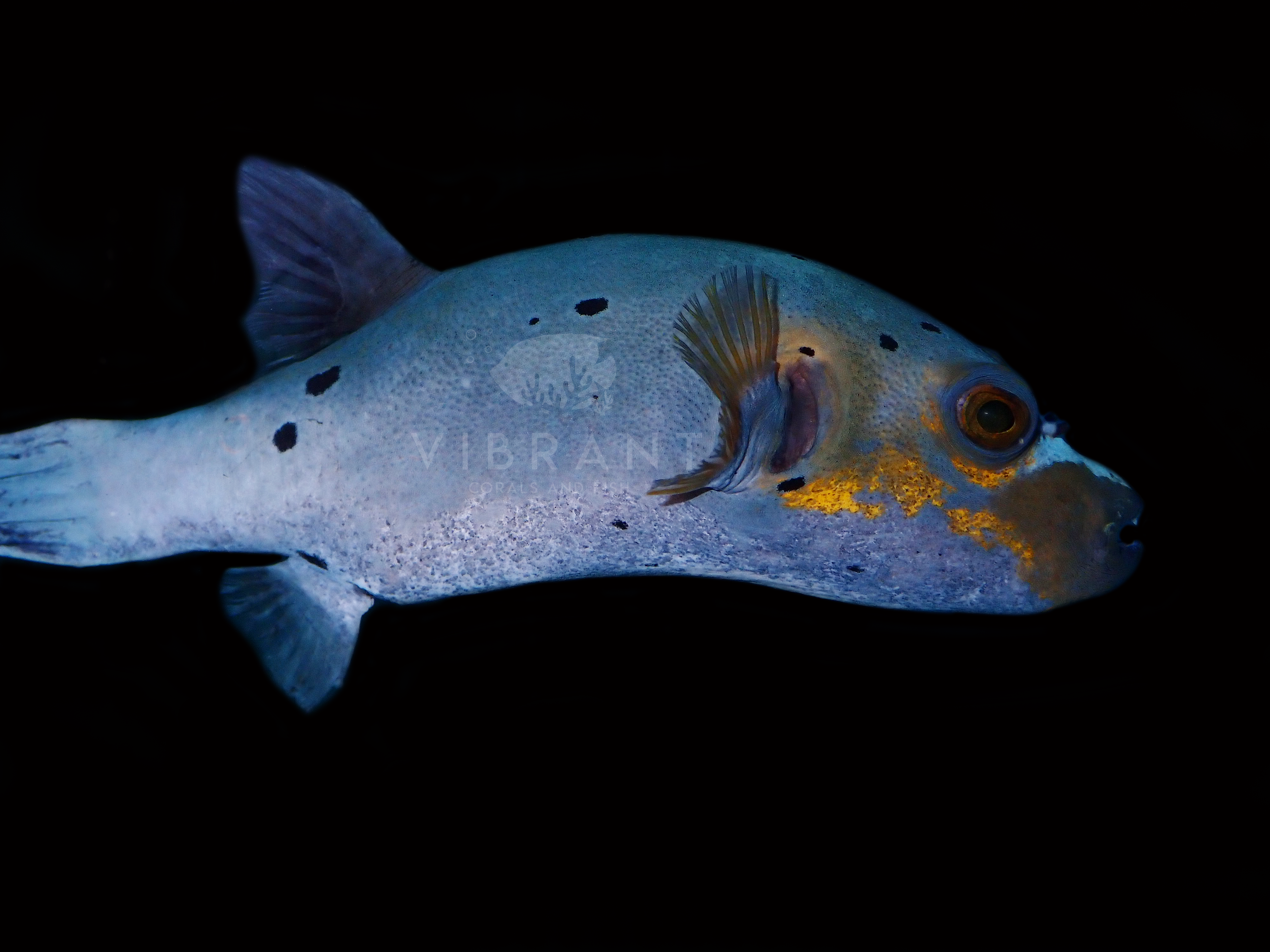 Yellow Belly Dogface Puffer (Arothron nigropunctatus)