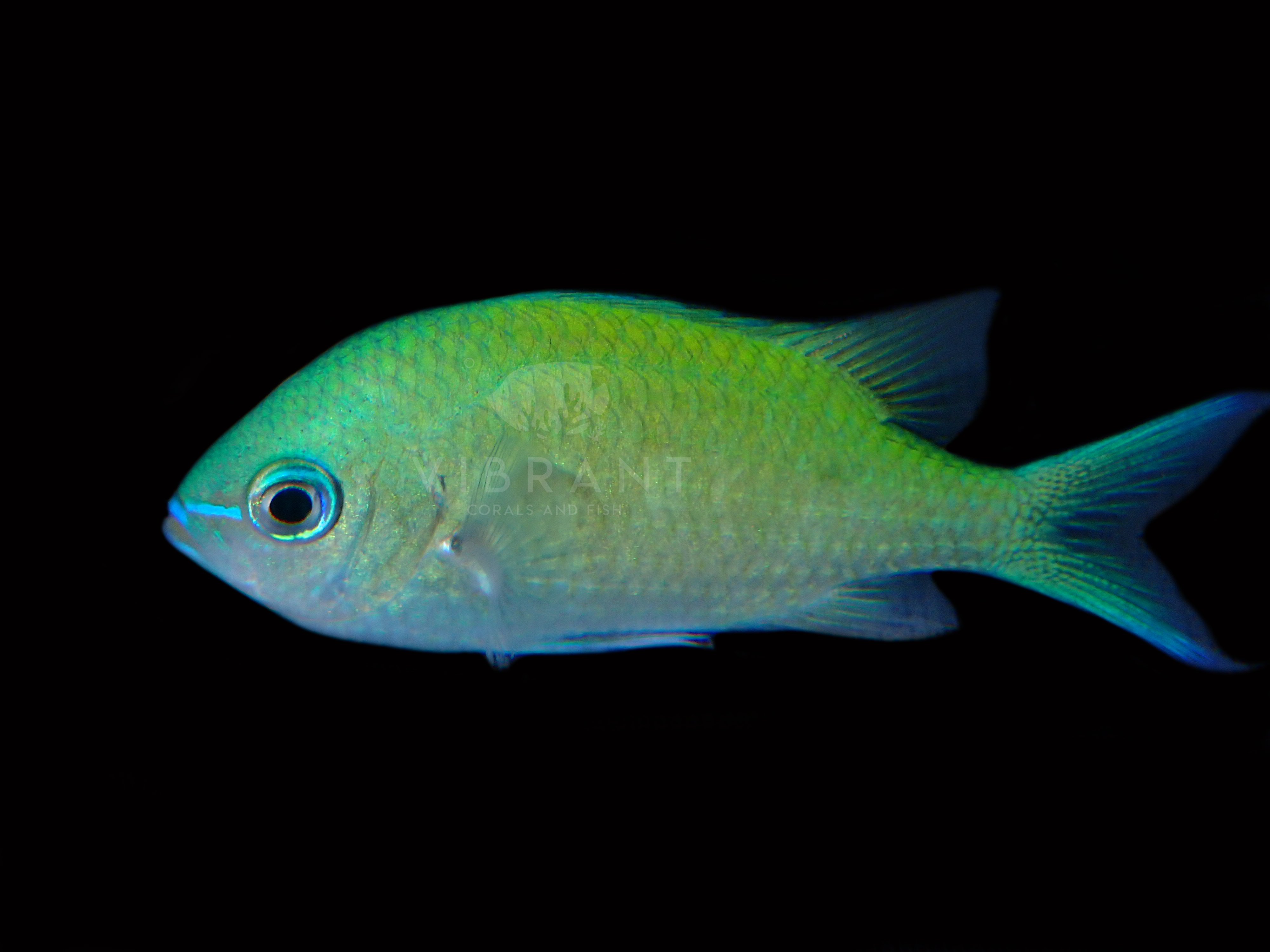 Blue Green Chromis (Chromis viridis)