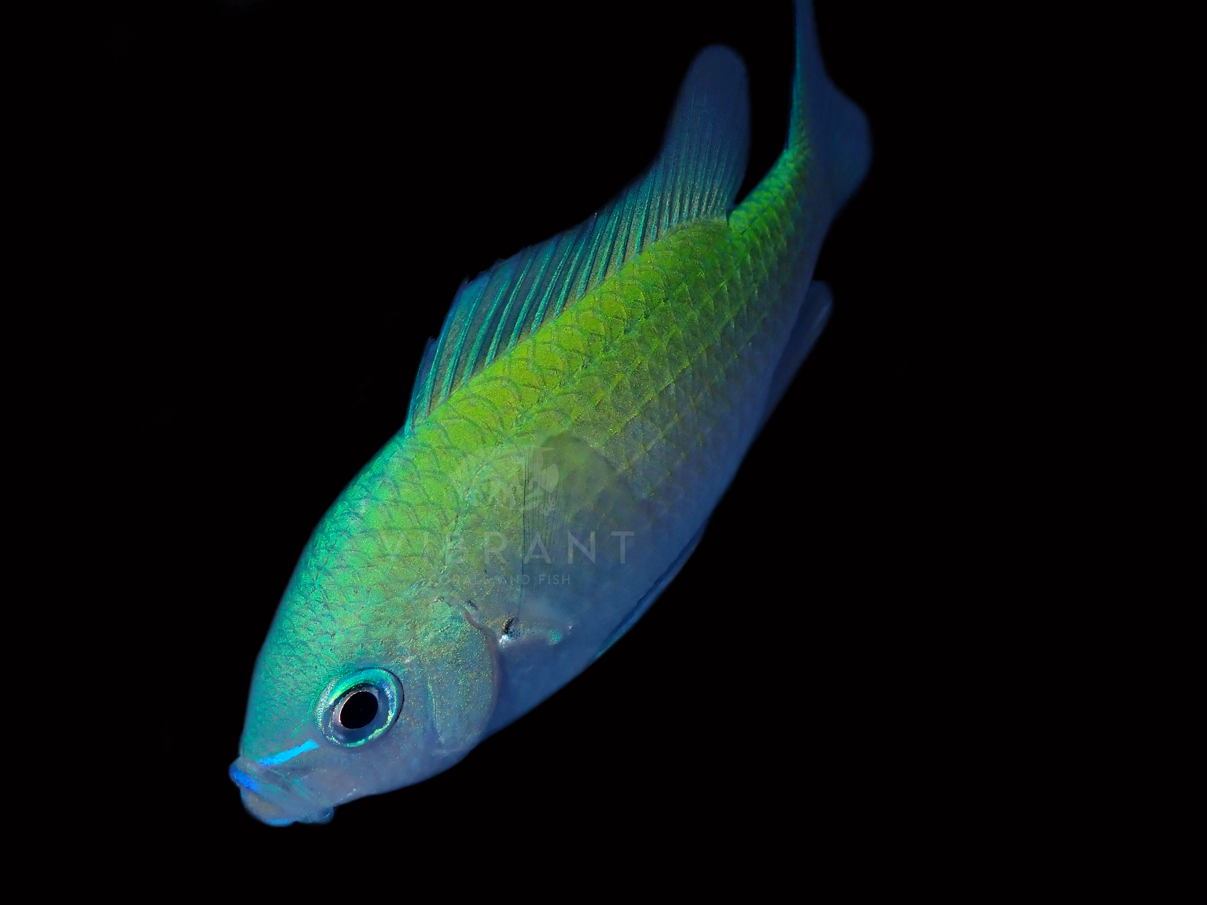 Blue Green Chromis (Chromis viridis)