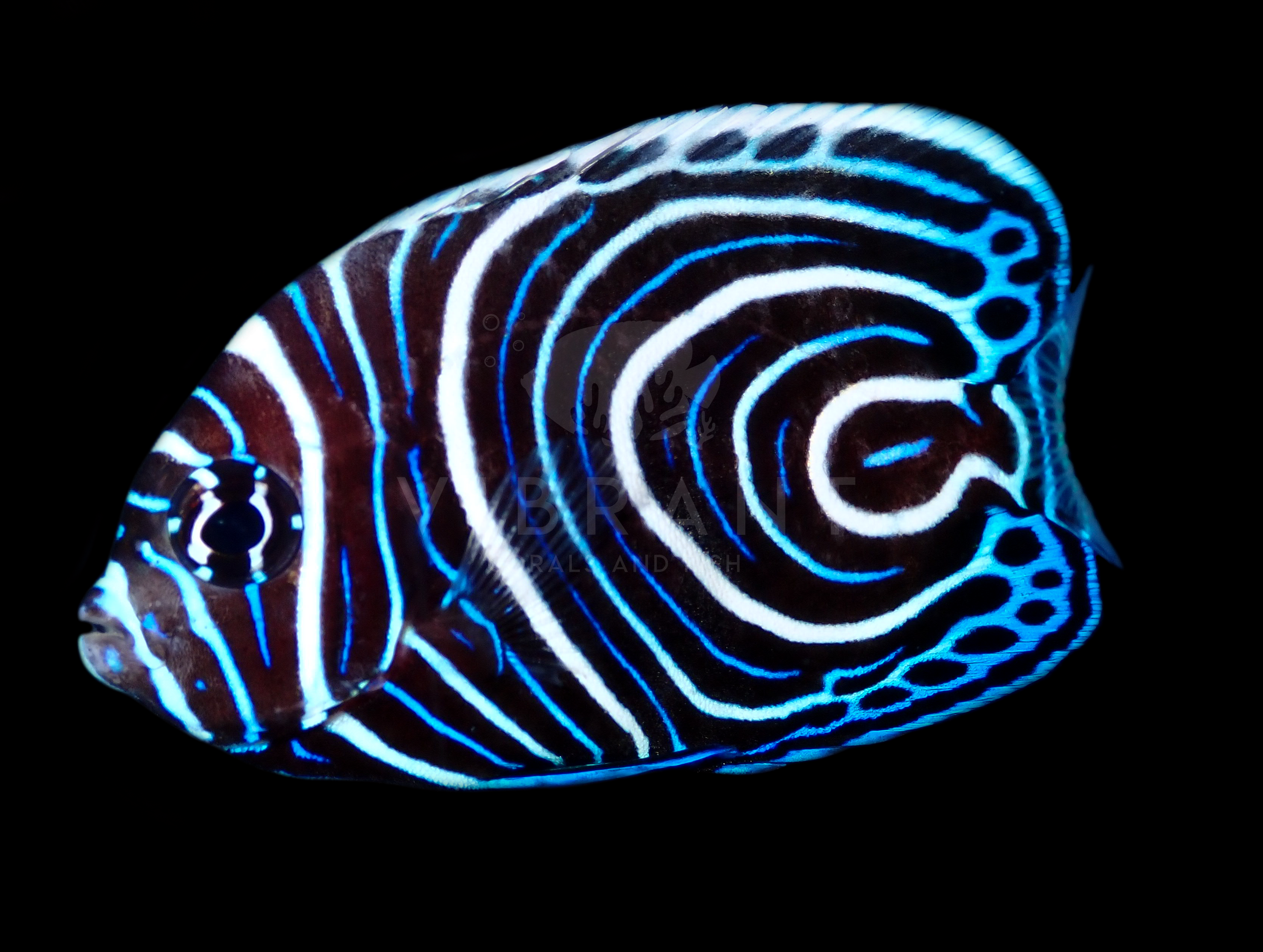 Imperator Angel, Juvenile (Pomacanthus imperator)