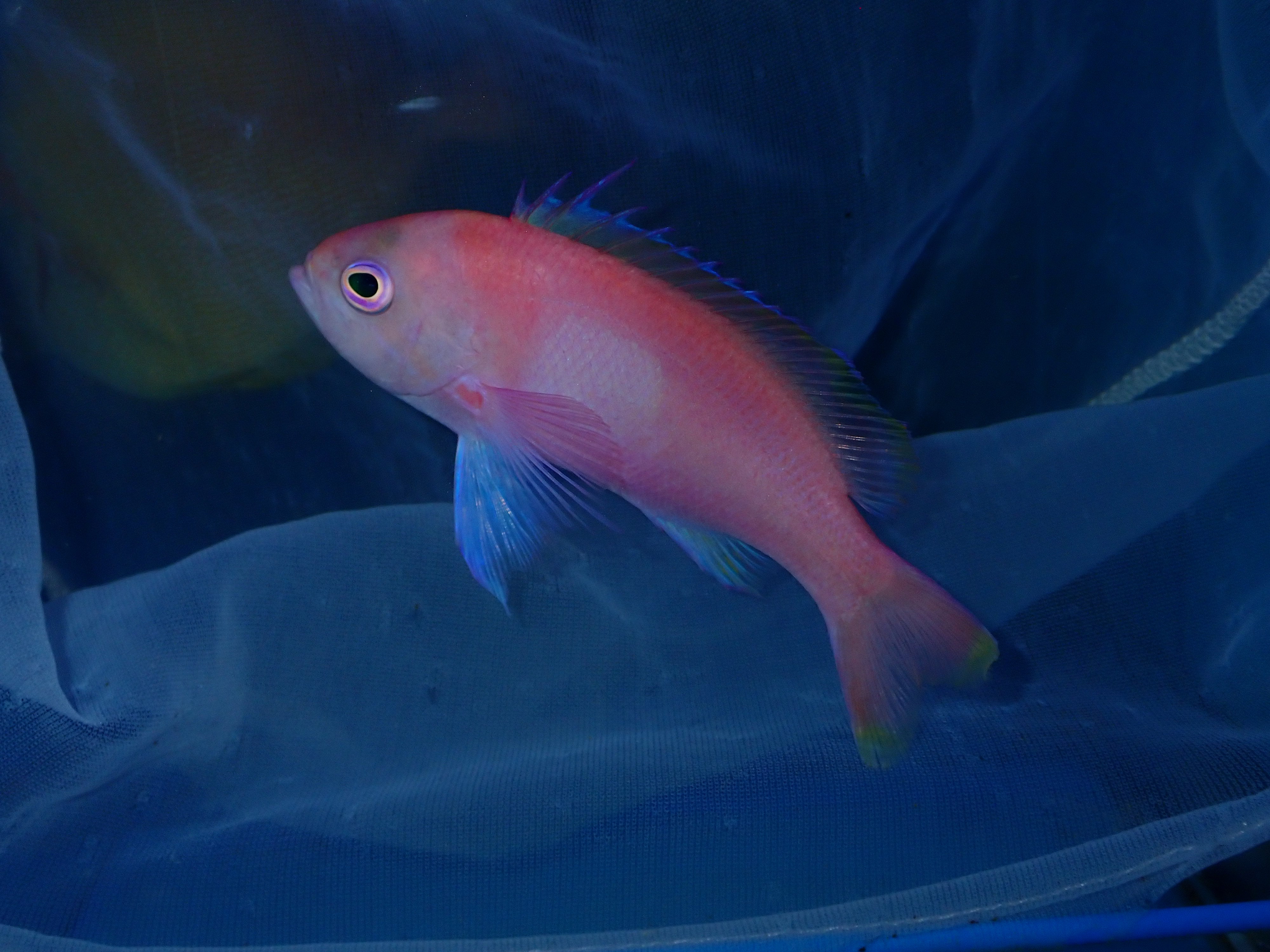 Pink Square Anthias (Pseudanthias pleurotaenia)