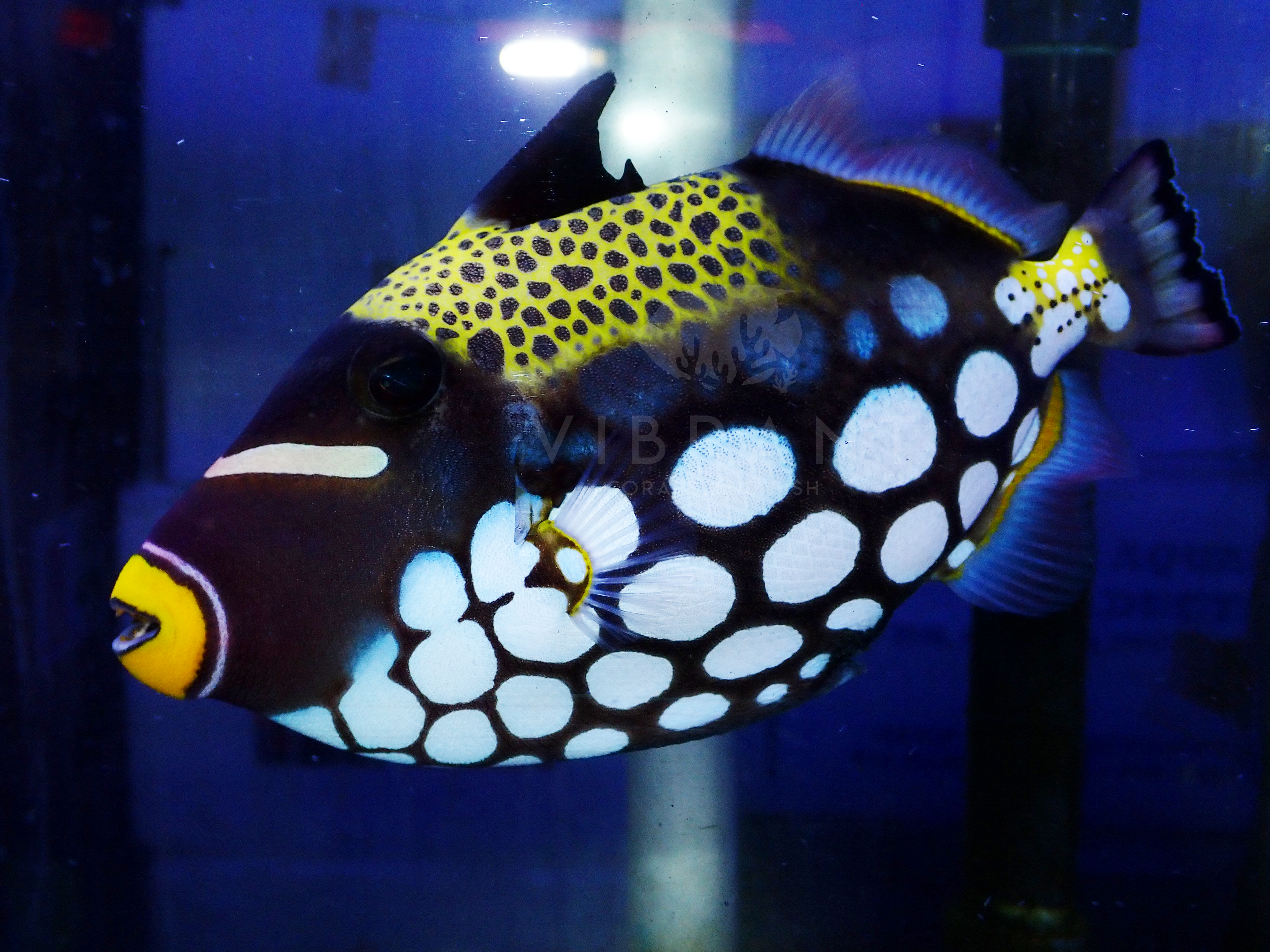 WYSIWYG Clown Triggerfish (Balistoides conspicillum)