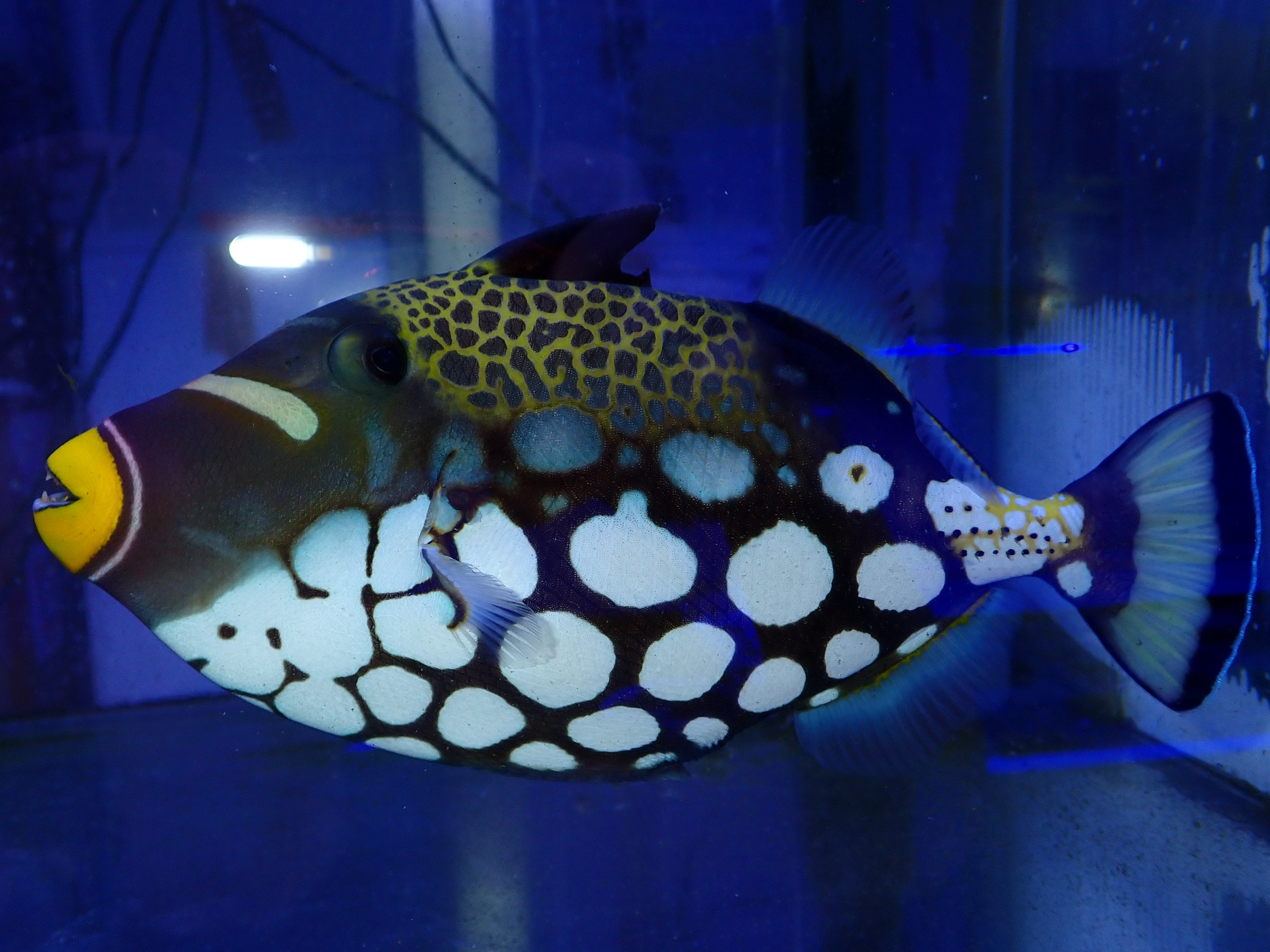 WYSIWYG Clown Triggerfish (Balistoides conspicillum) *SHOW SIZE*