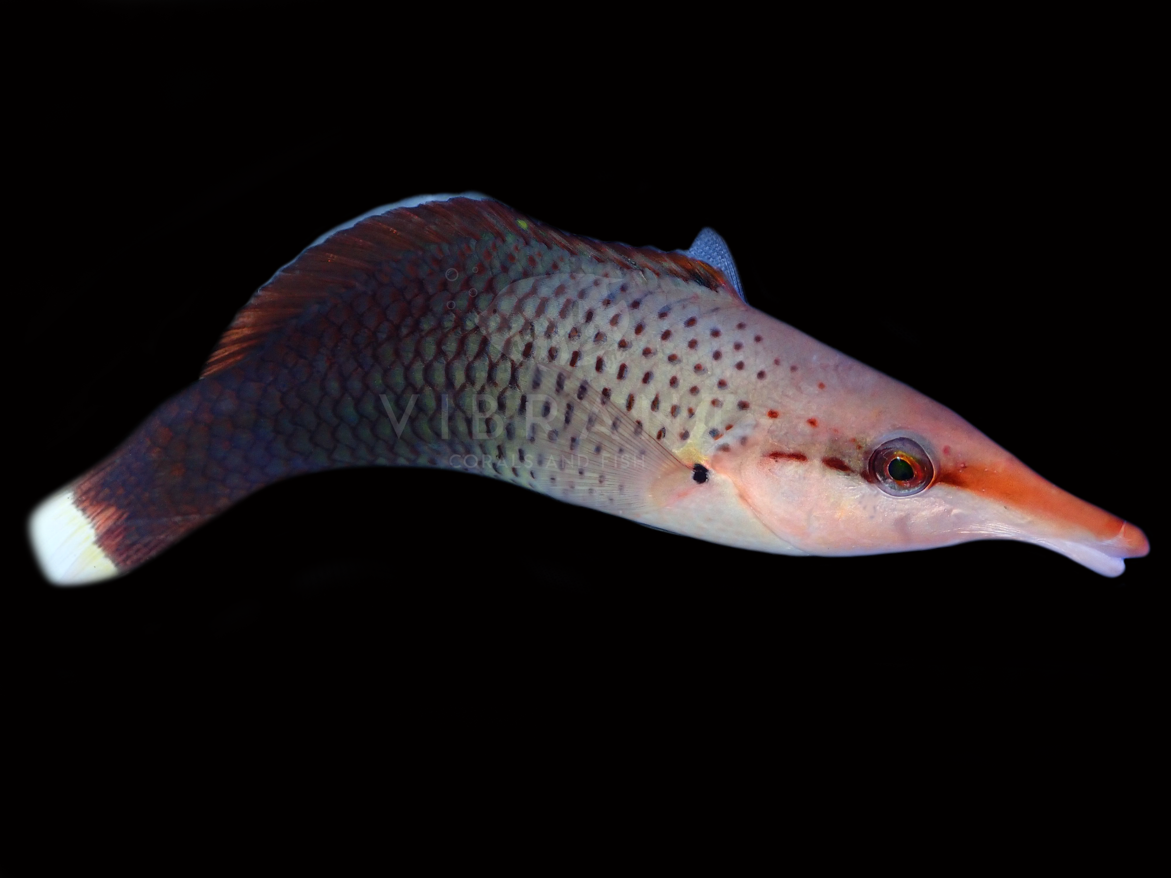 Bird Wrasse (Gomphosus varius)