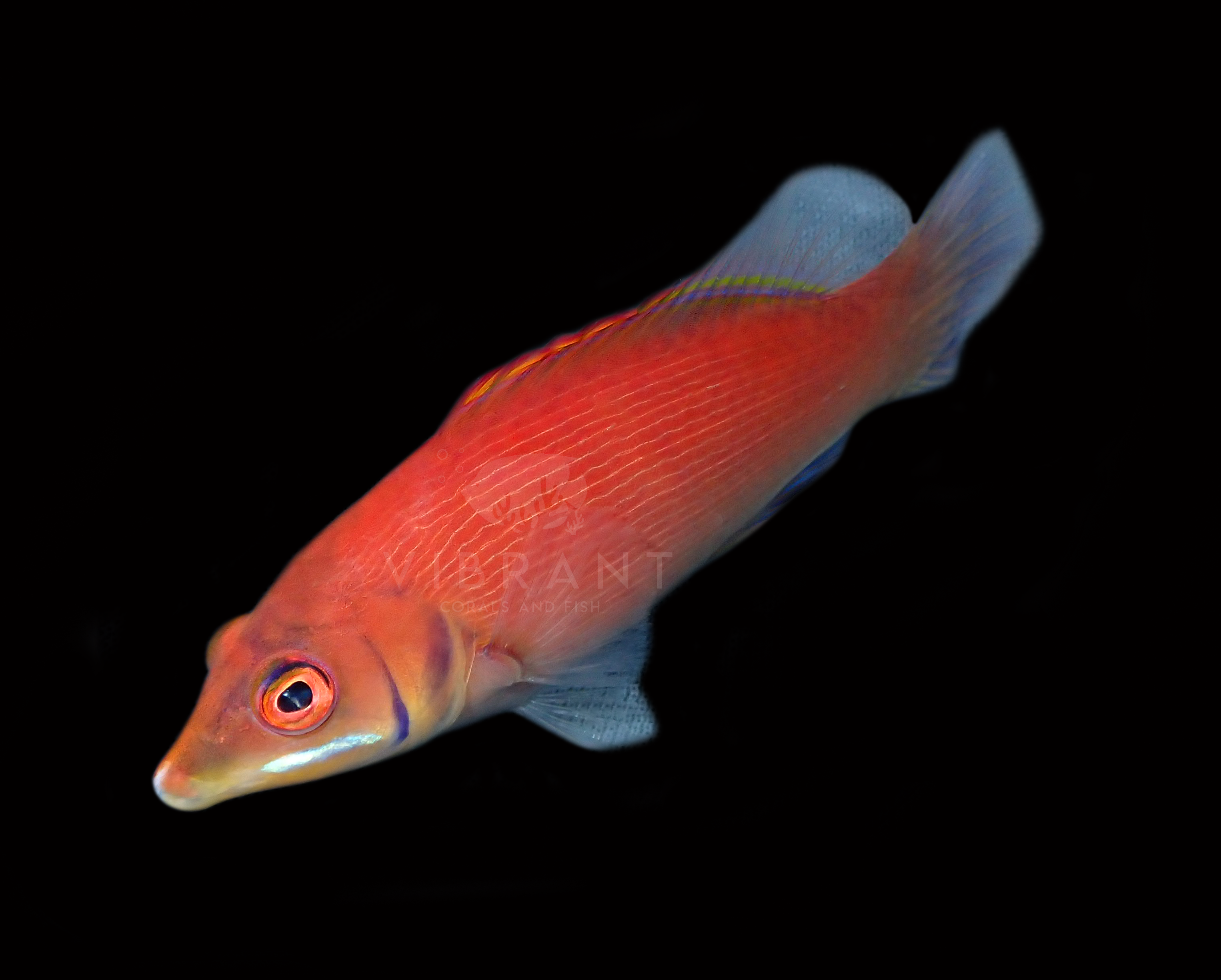 Scarlet Pin Stripe Wrasse (Pseudocheilinus evanidus)