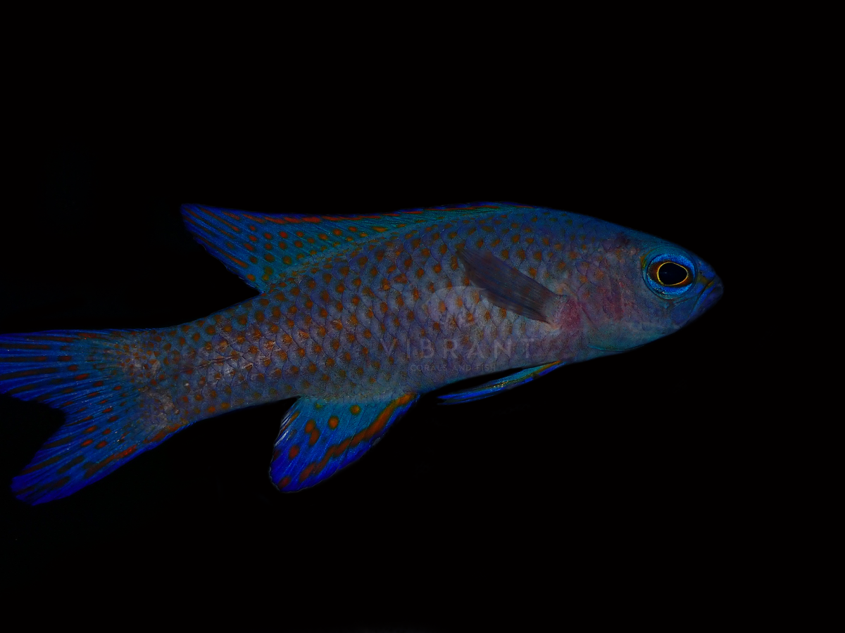 Randall's Assessor Basslet (Assessor randalli)
