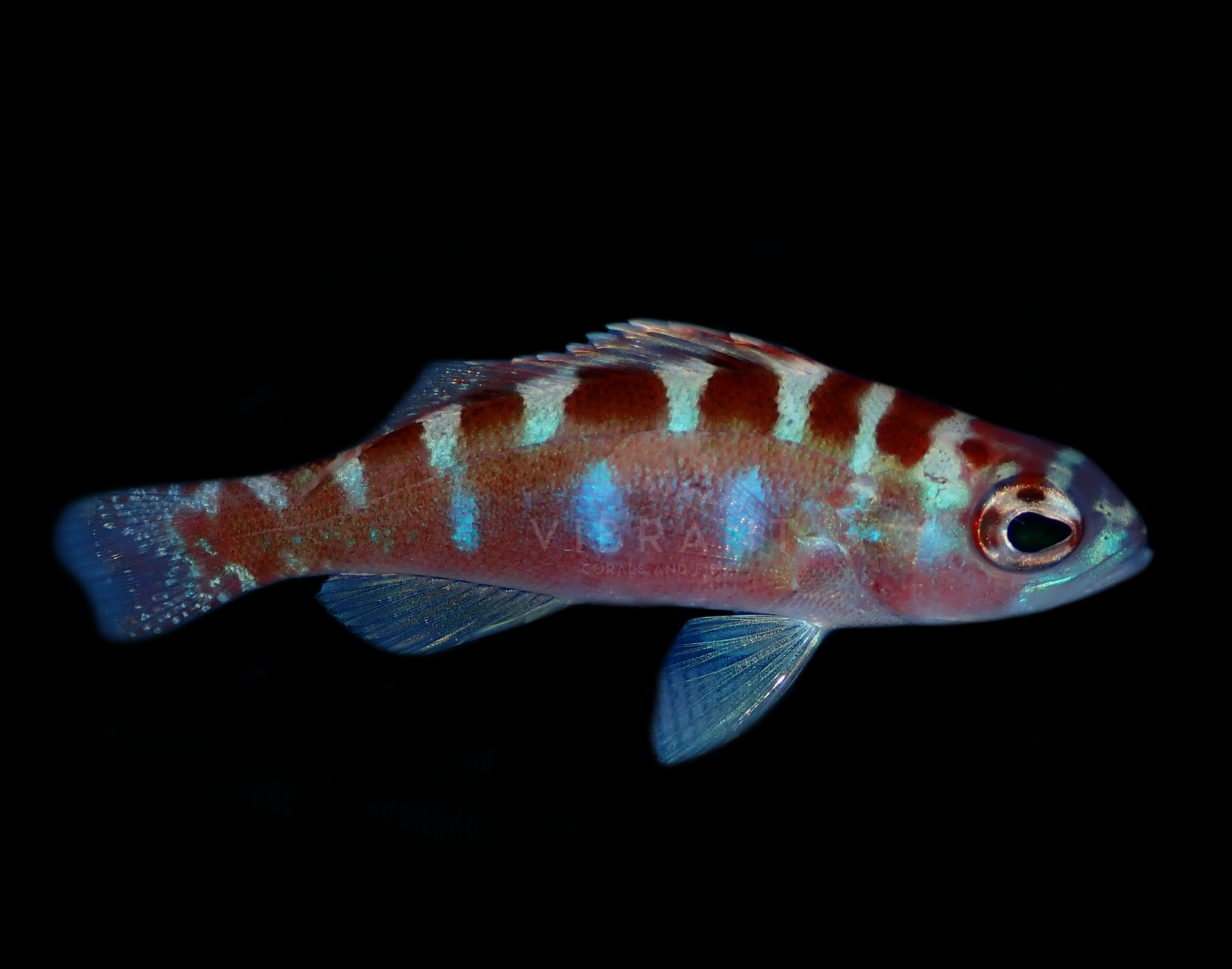 Chalk Bass (Serranus tortugarum)