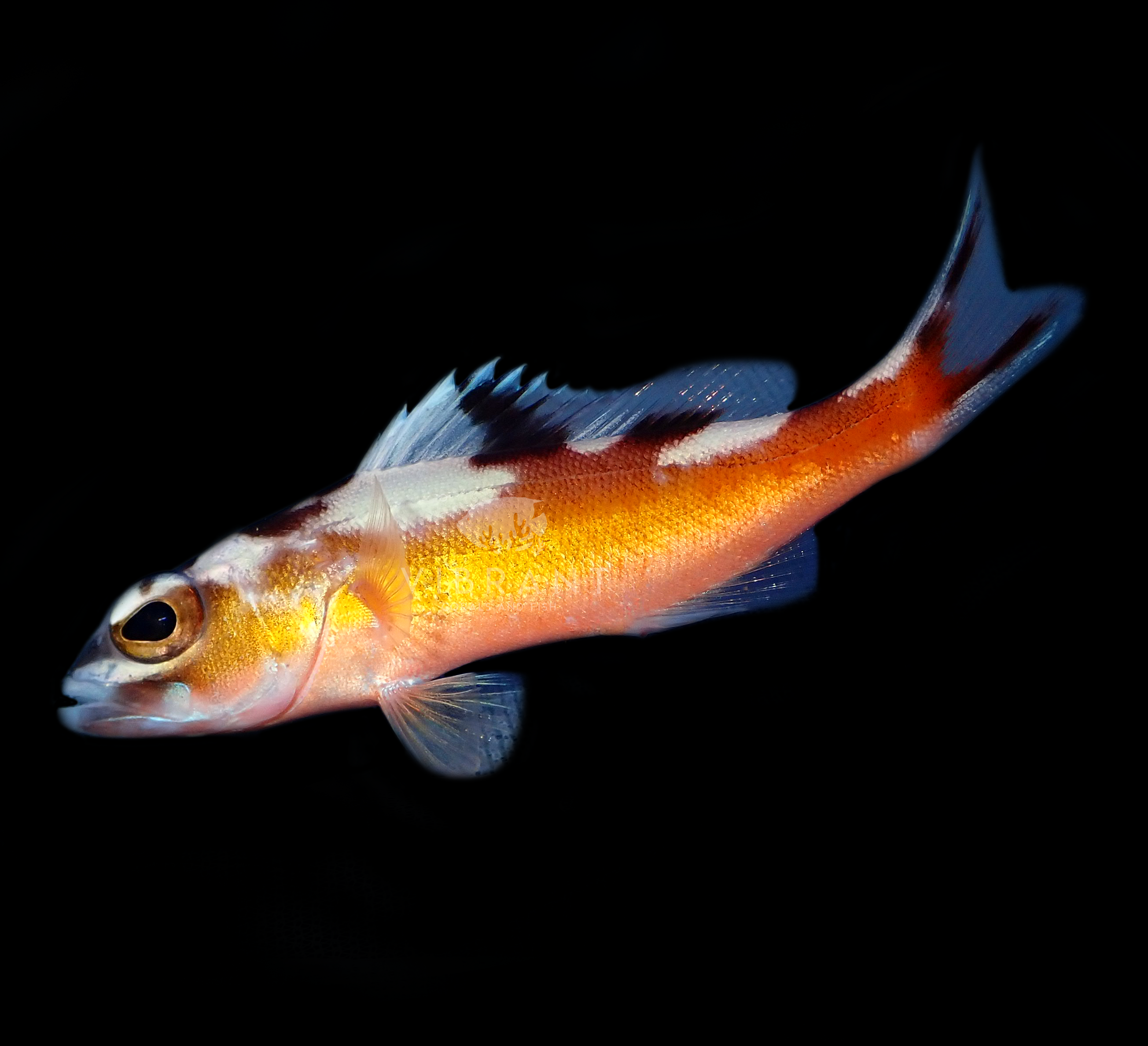 Tobacco Basslet (Serranus tabacarius)