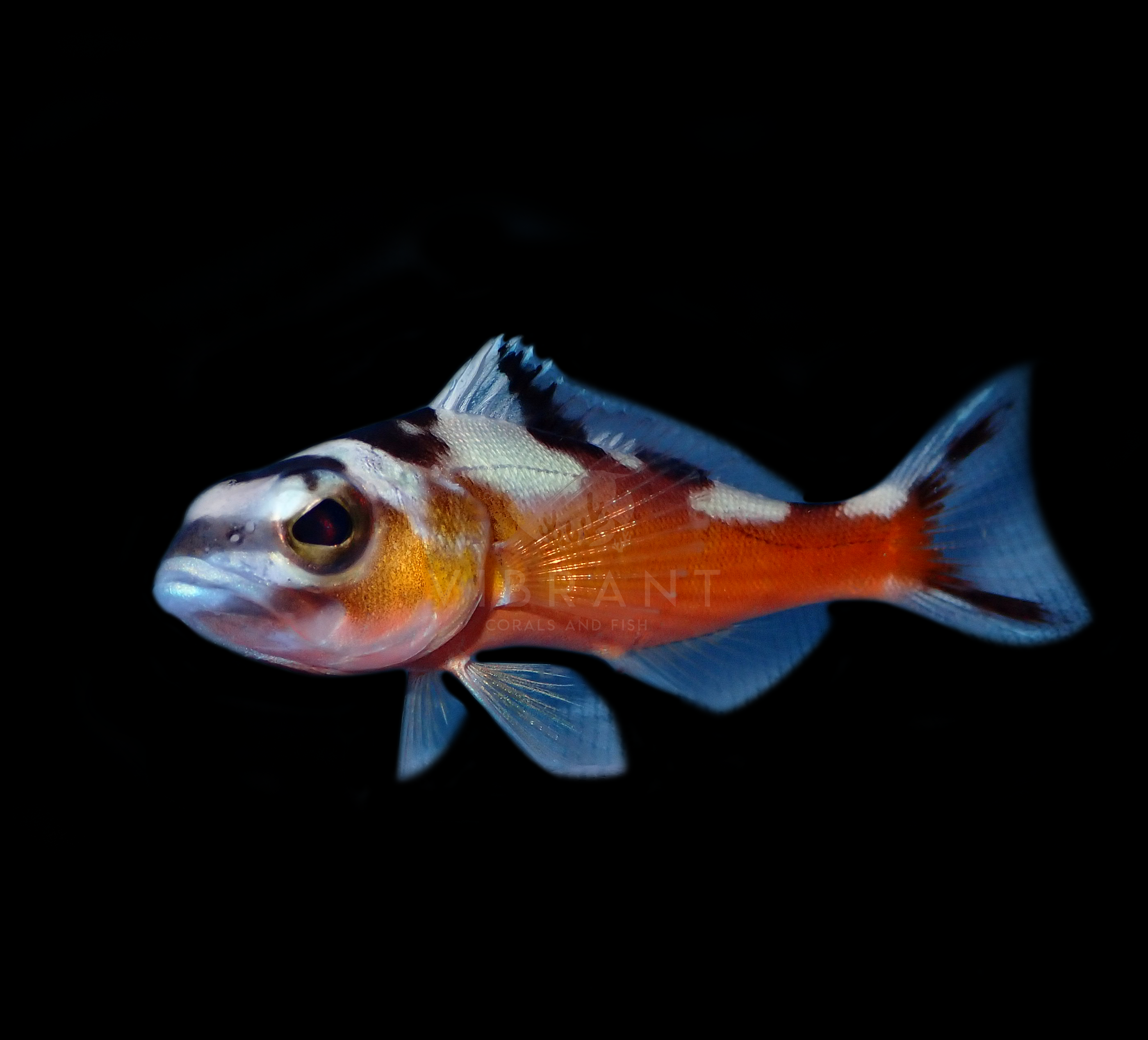 Tobacco Basslet (Serranus tabacarius)