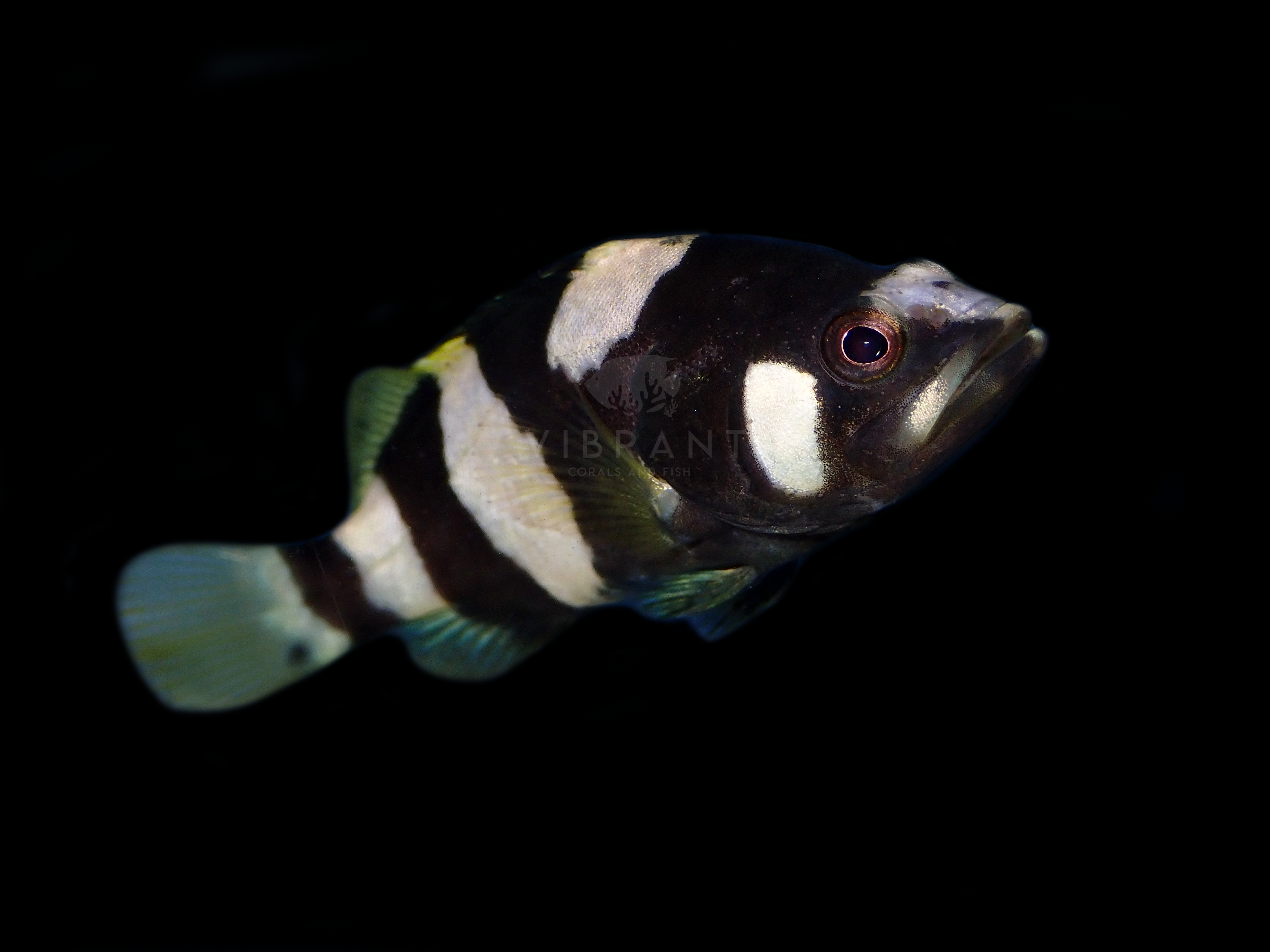 Bumblebee Grouper (Epinephaelus lanceolatus)