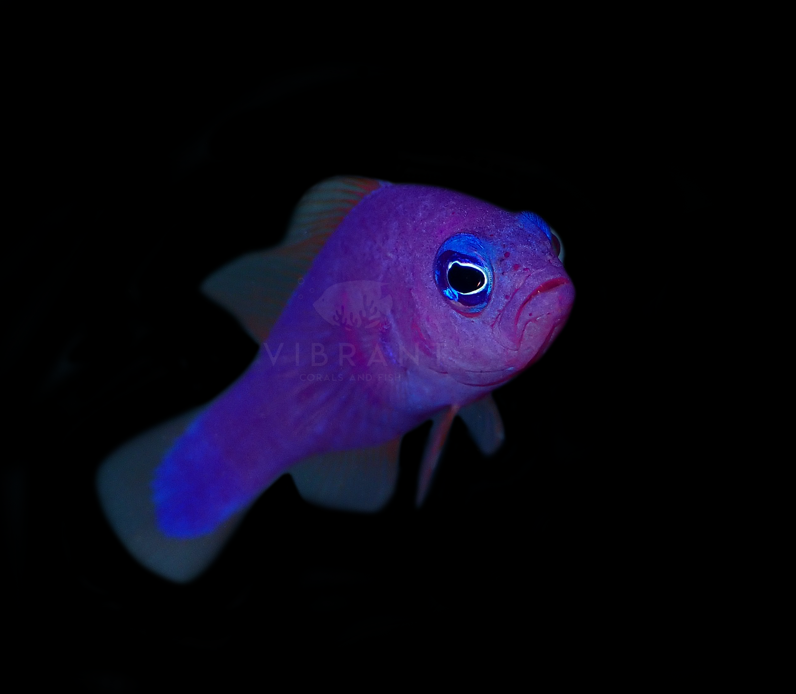 Purple Dottyback (Pseudochromis porphyreus)
