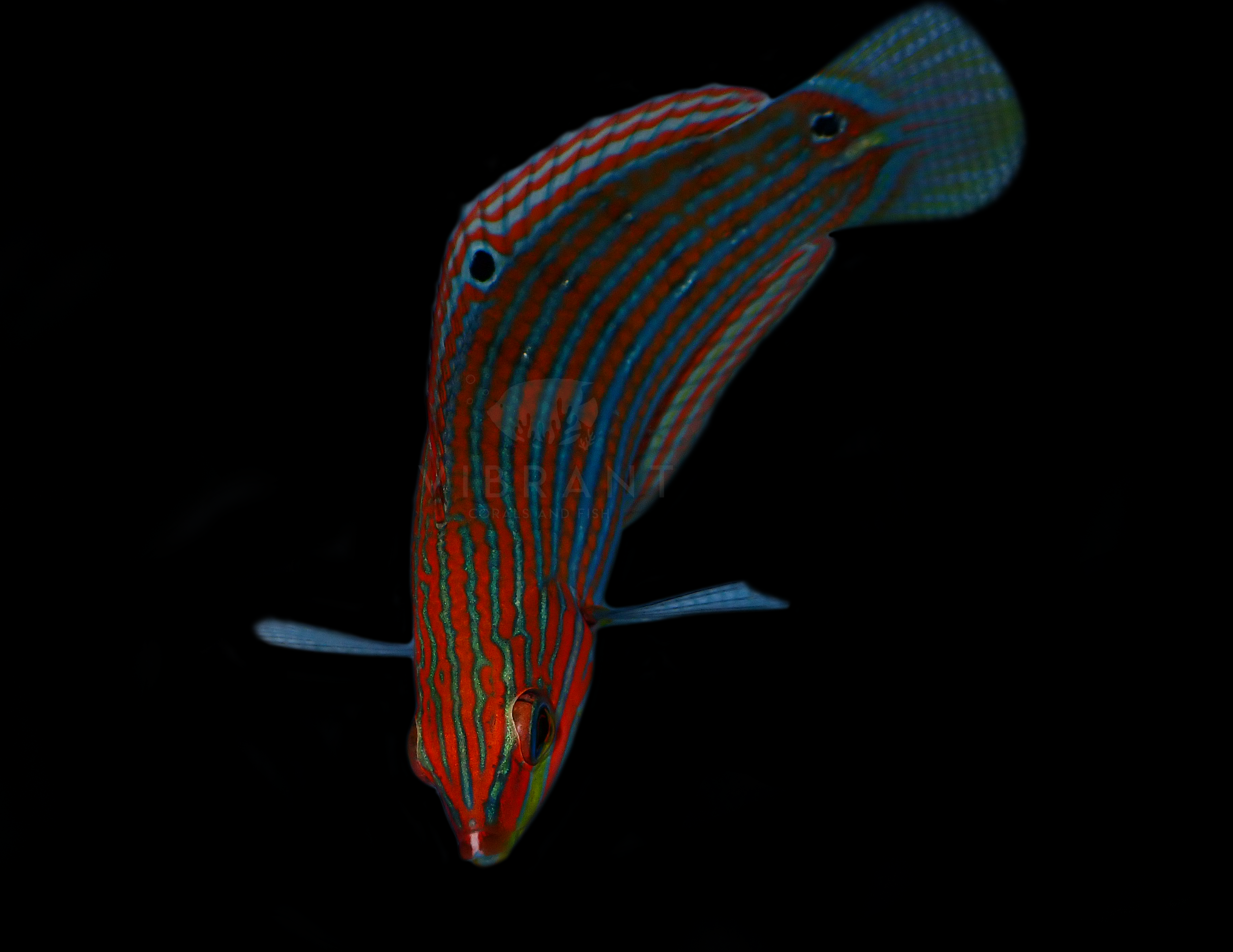 Melanurus Wrasse, Juvenile (Halichoeres melanurus)