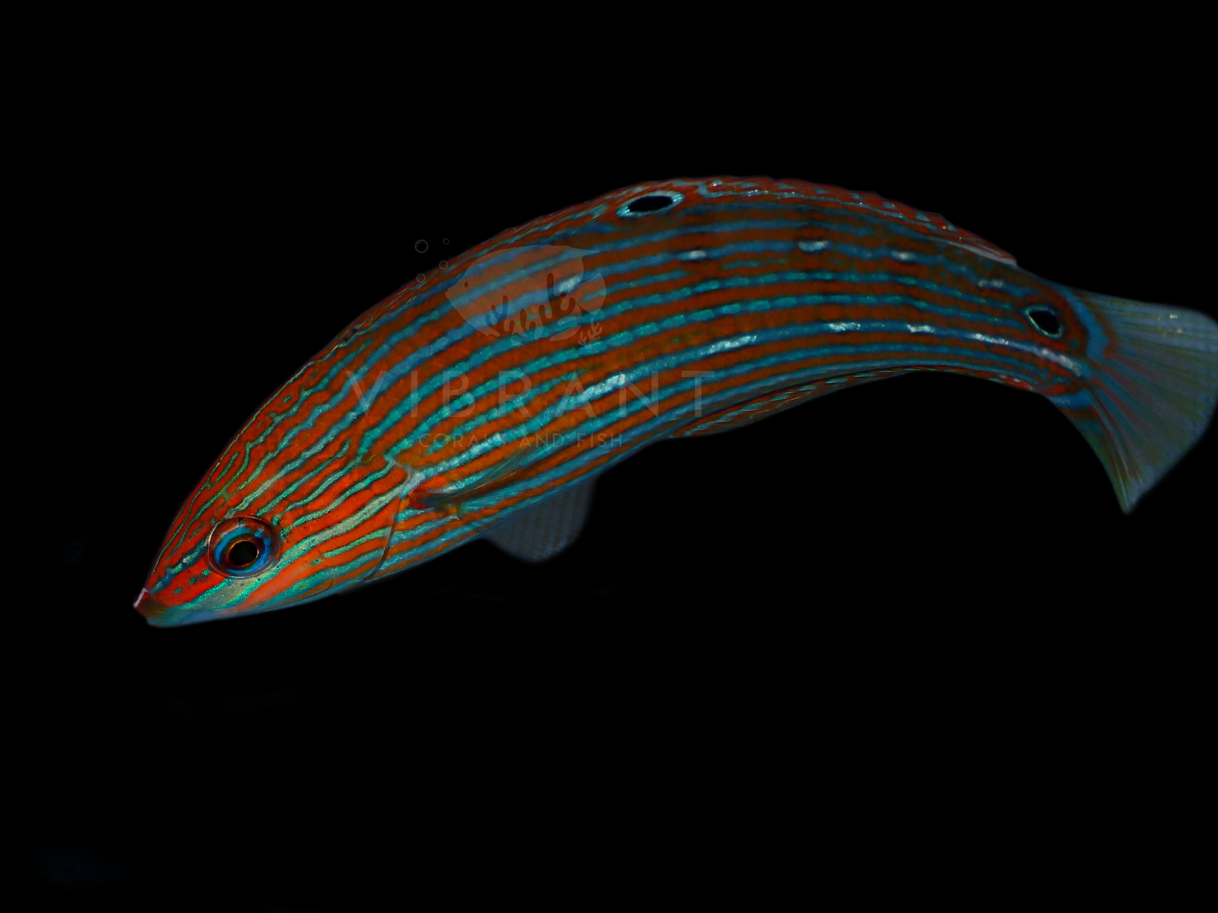 Melanurus Wrasse, Juvenile (Halichoeres melanurus)