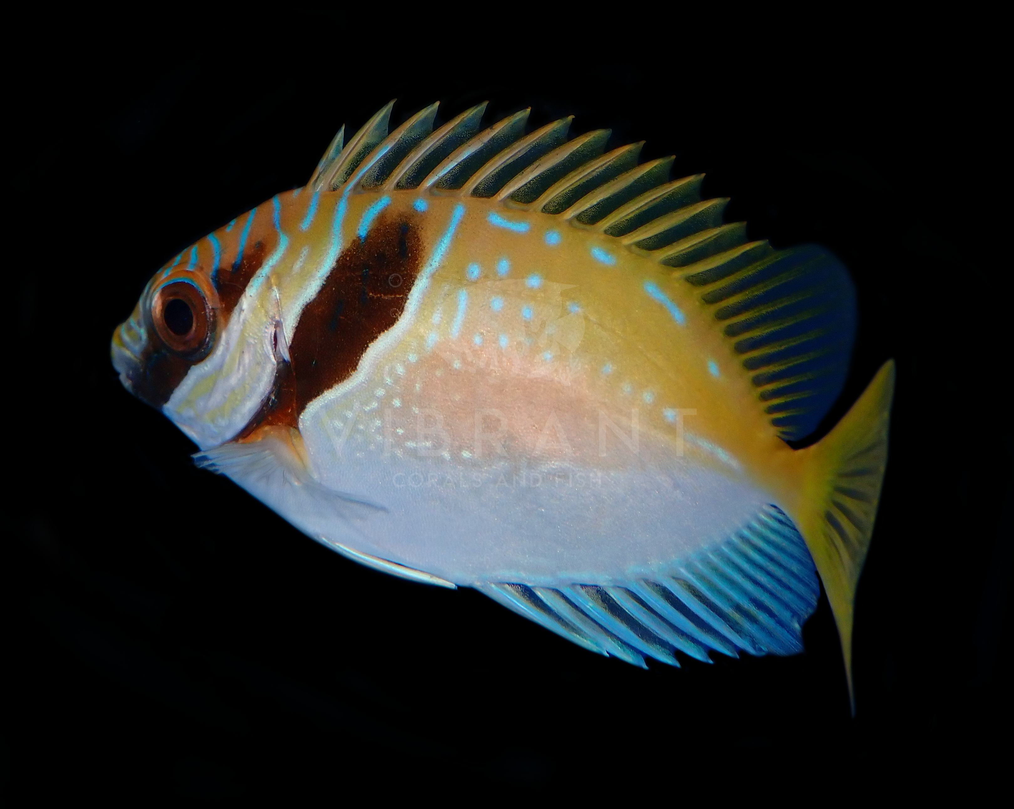 Two Barred/Scribbled Rabbitfish (Siganus doliatus)