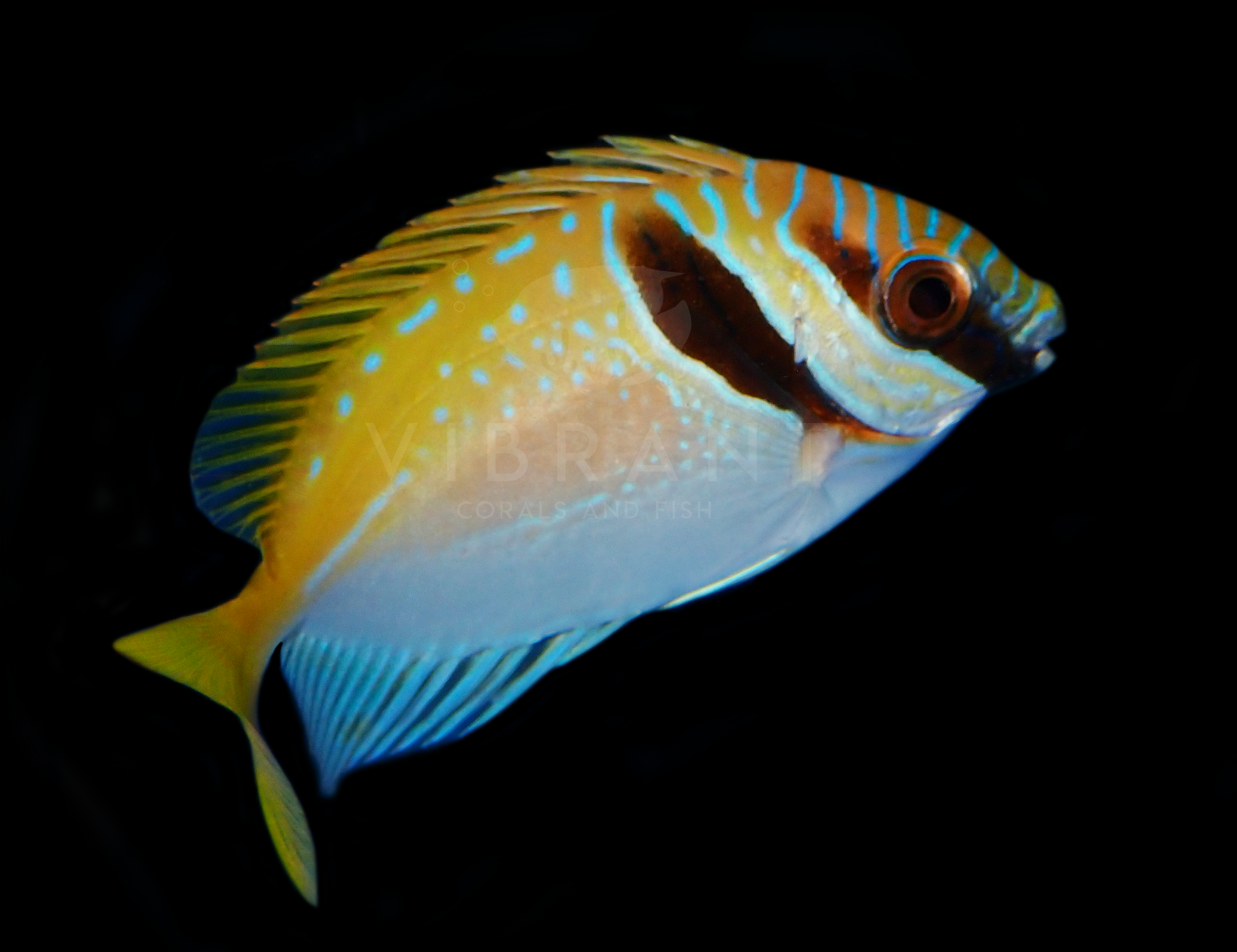 Two Barred/Scribbled Rabbitfish (Siganus doliatus)
