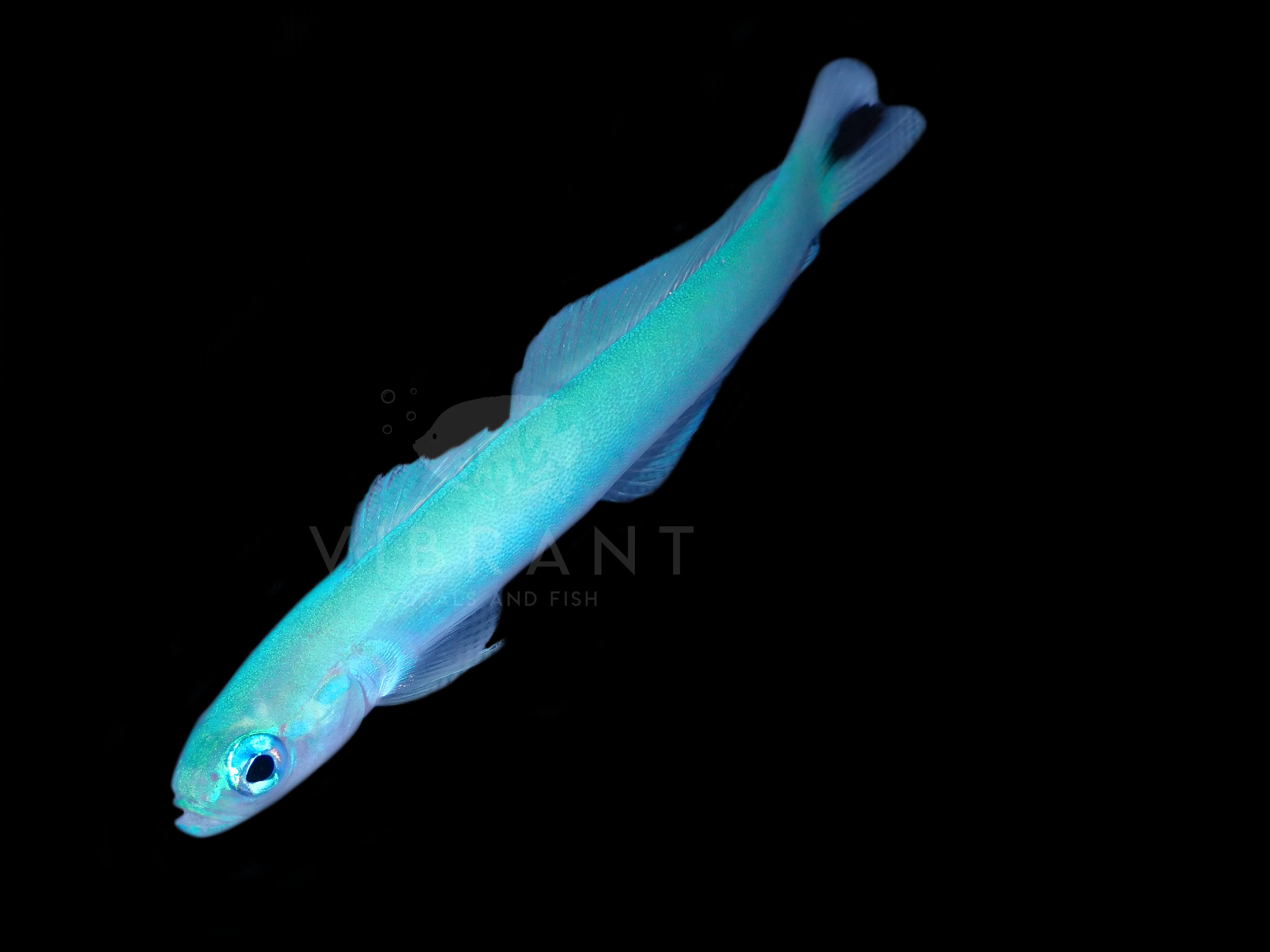 Blue Gudgeon Goby (Ptereleotris heteroptera)