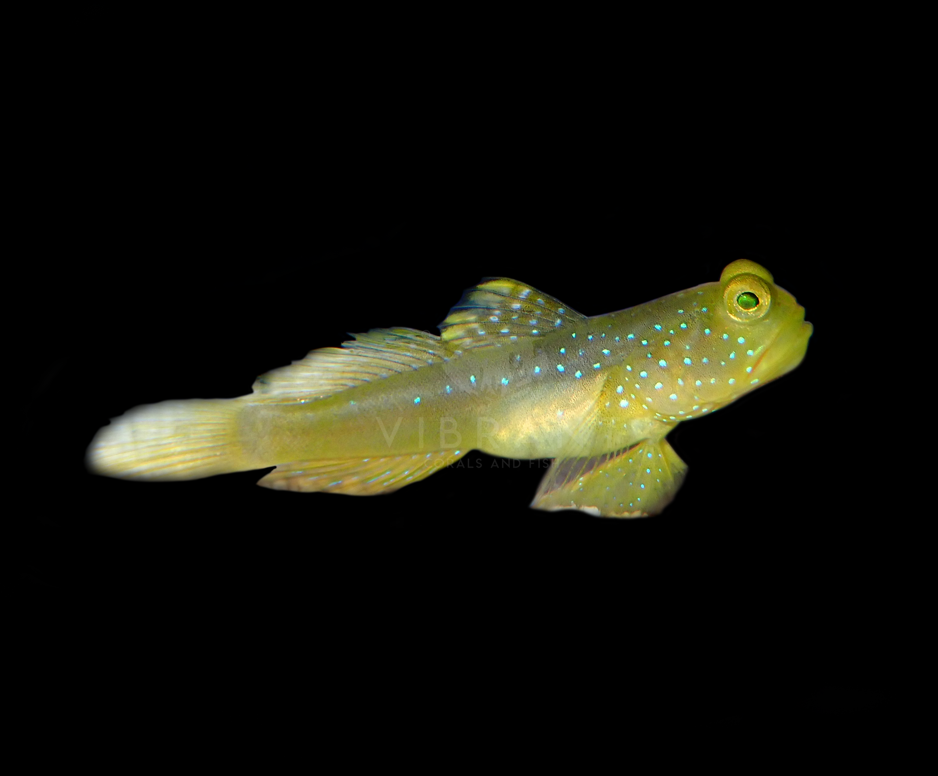Yellow Dotted Watchman Goby (Cryptocentrus cinctus)