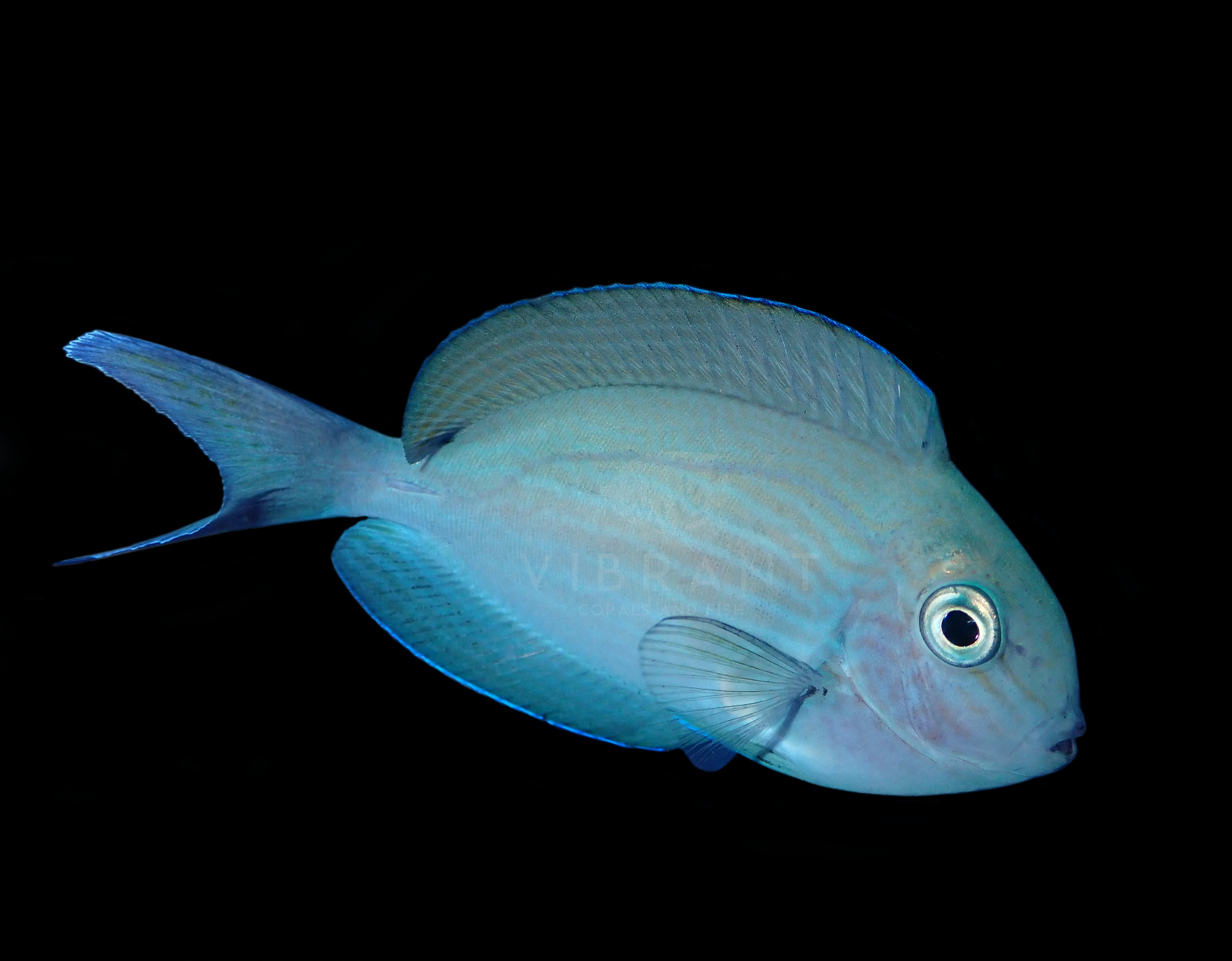 Thompson's Surgeonfish (Acanthurus thompsoni)