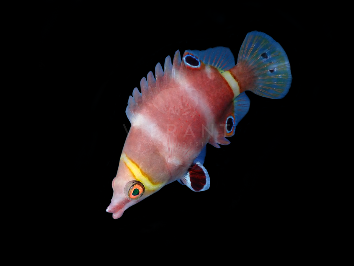 Yellow Banded Possum Wrasse (Wetmorella nigropinnata)