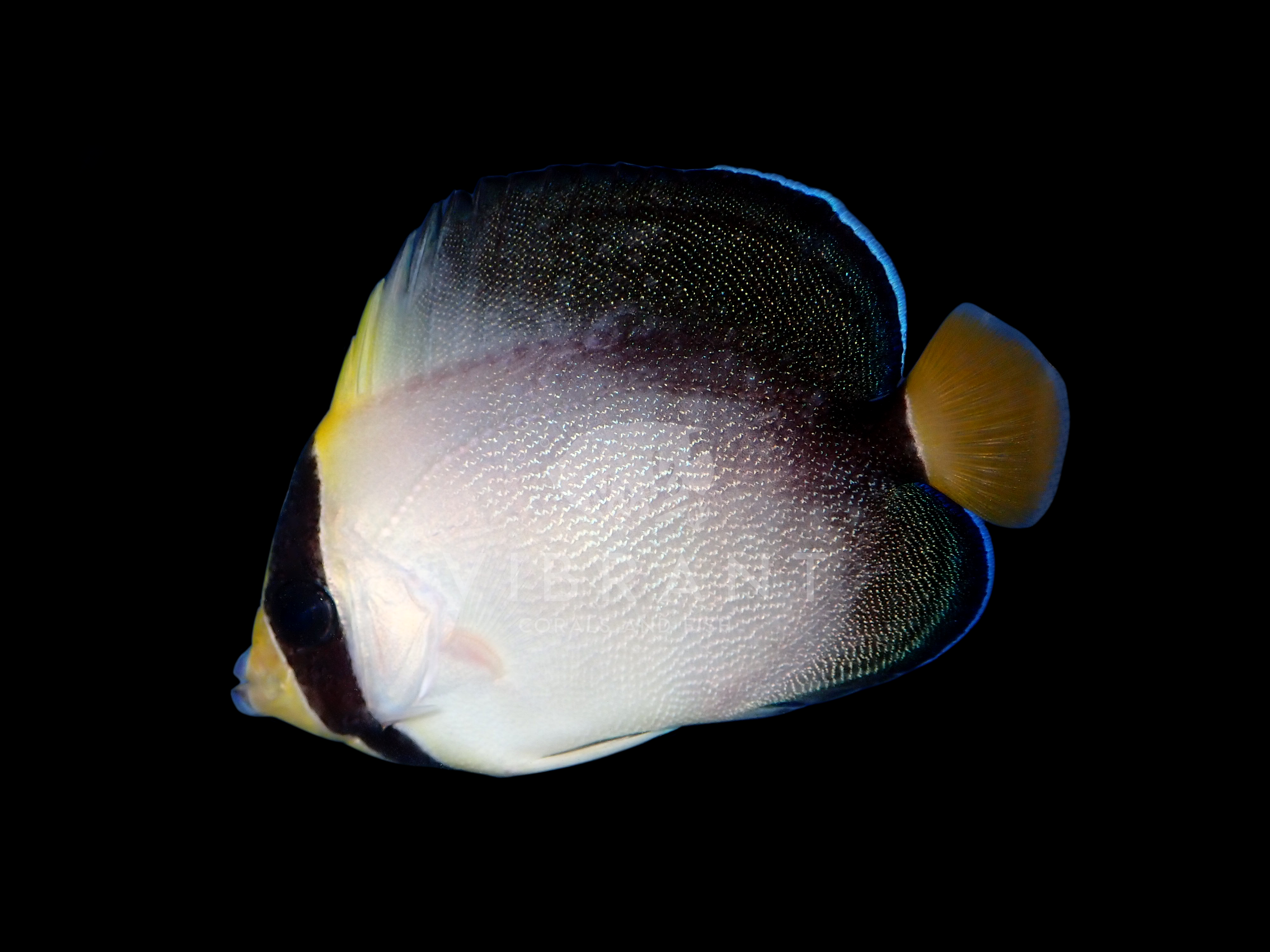 Singapore Angelfish (Chaetodontoplus mesoleucus)