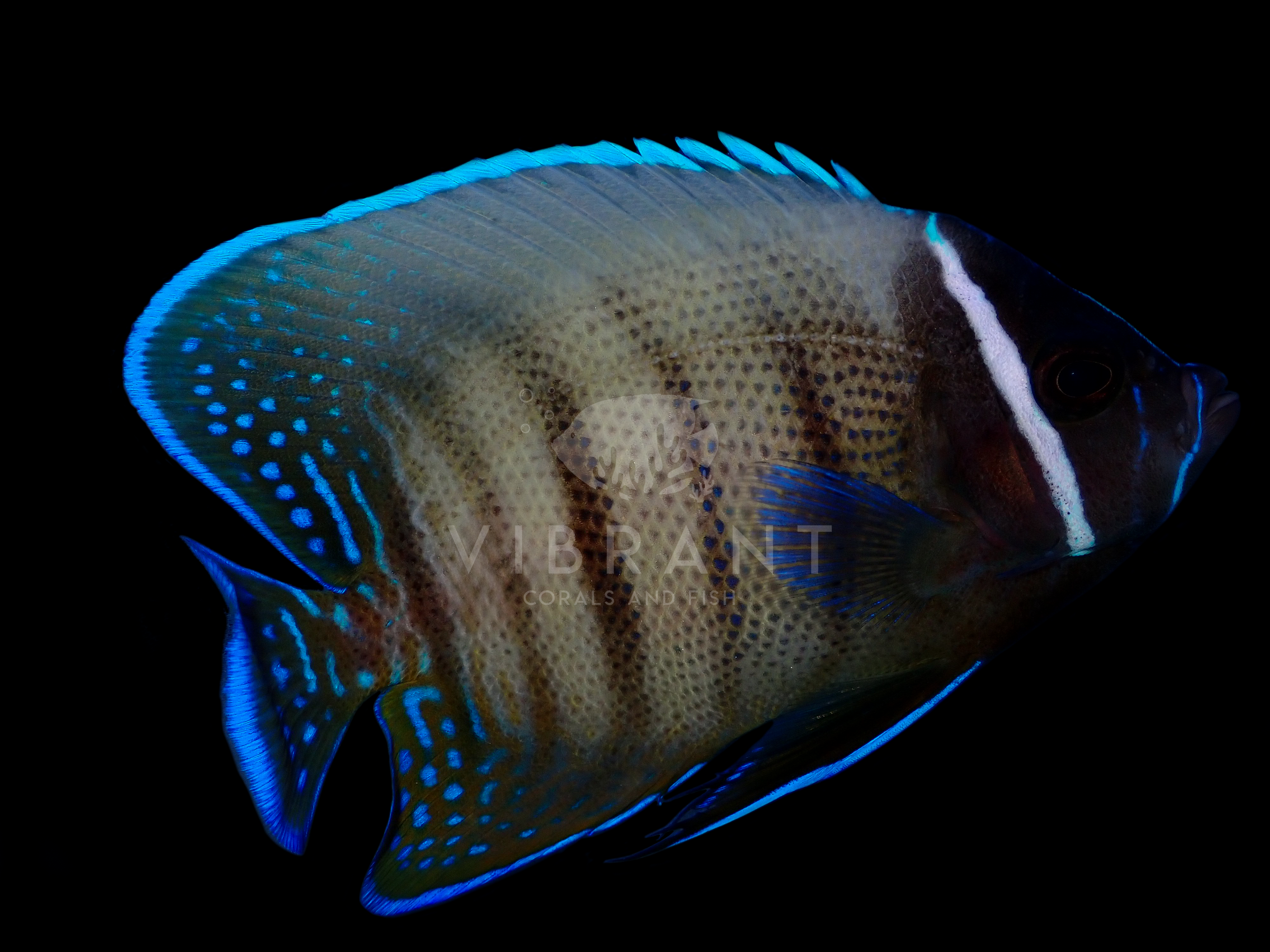 Six Bar Angelfish, Juvenile (Pomacanthus sexstriatus)