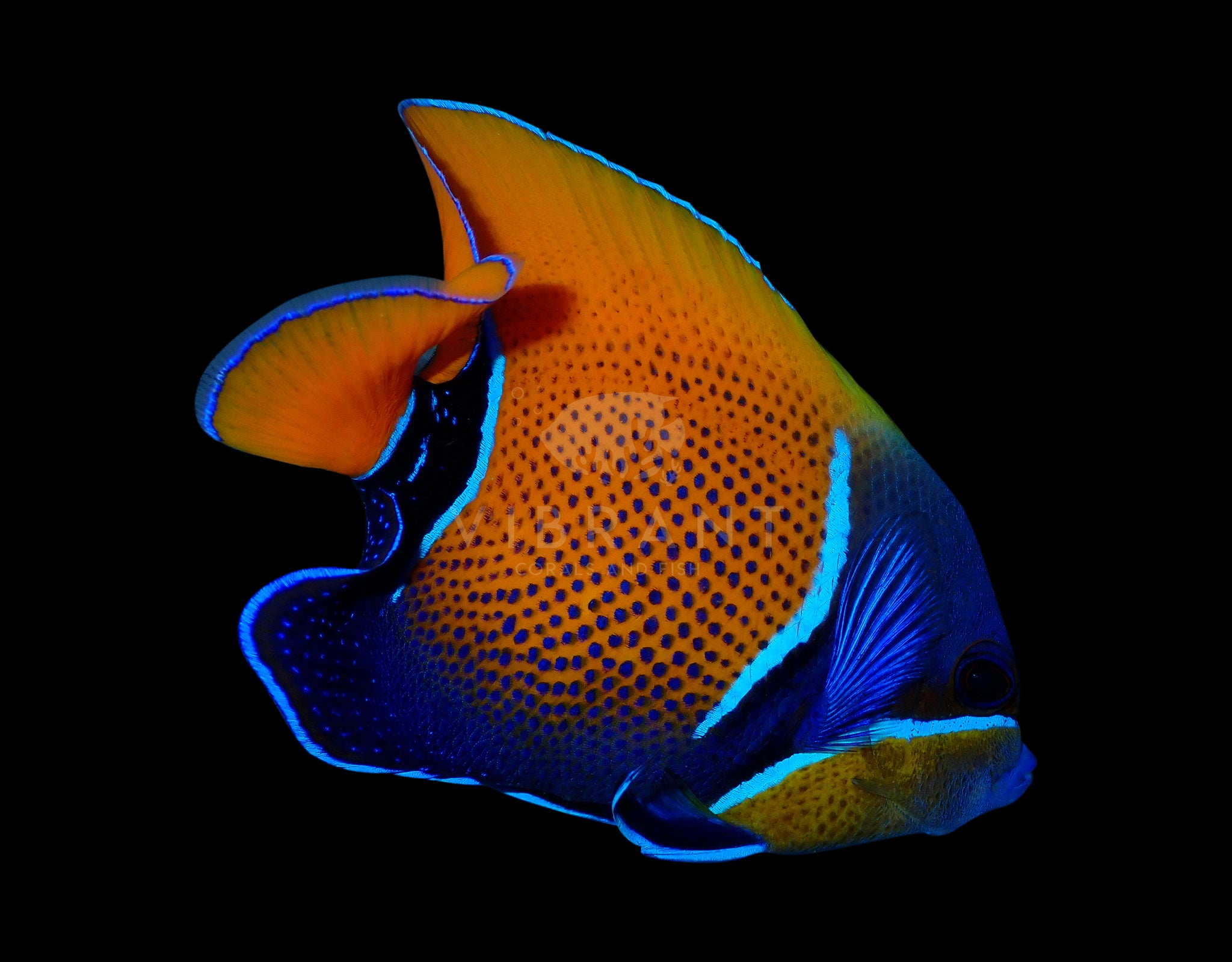 Majestic Angelfish (Pomacanthus navarchus)