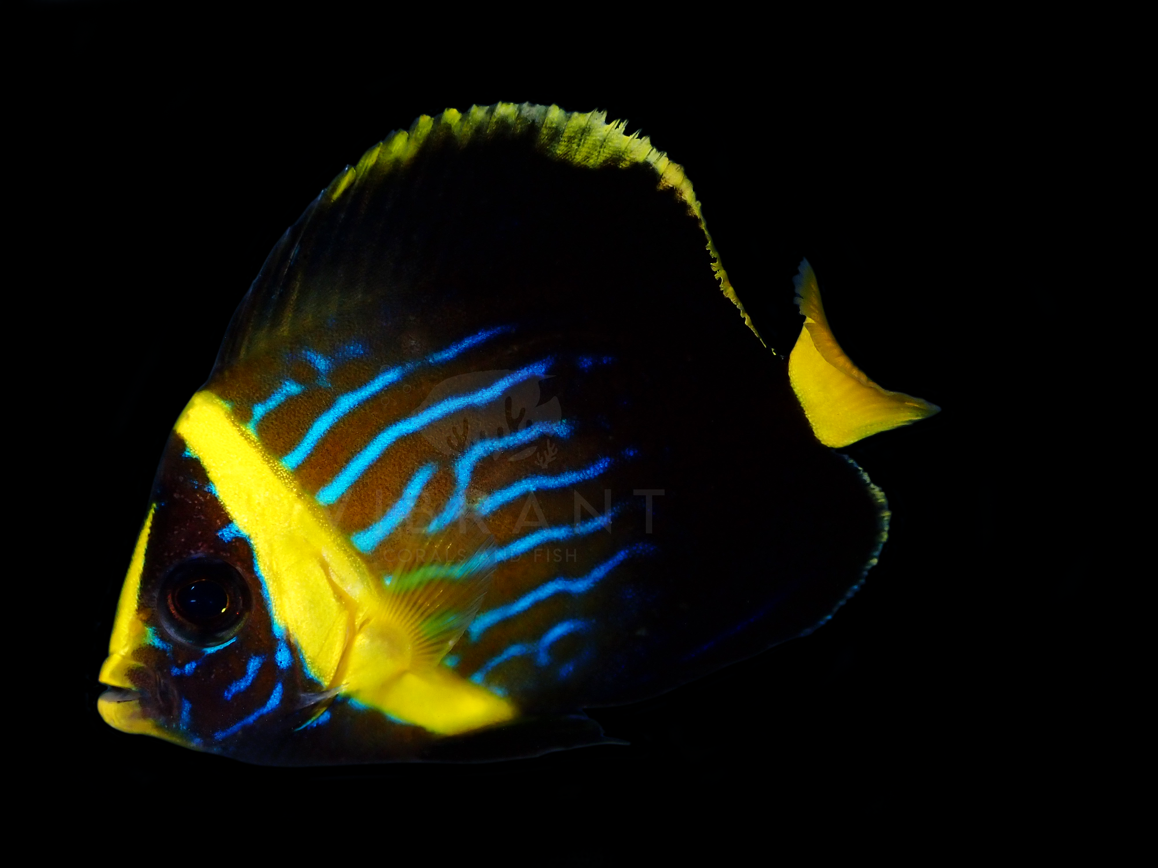 Blueline Angelfish (Chaetodontoplus septentrionalis)