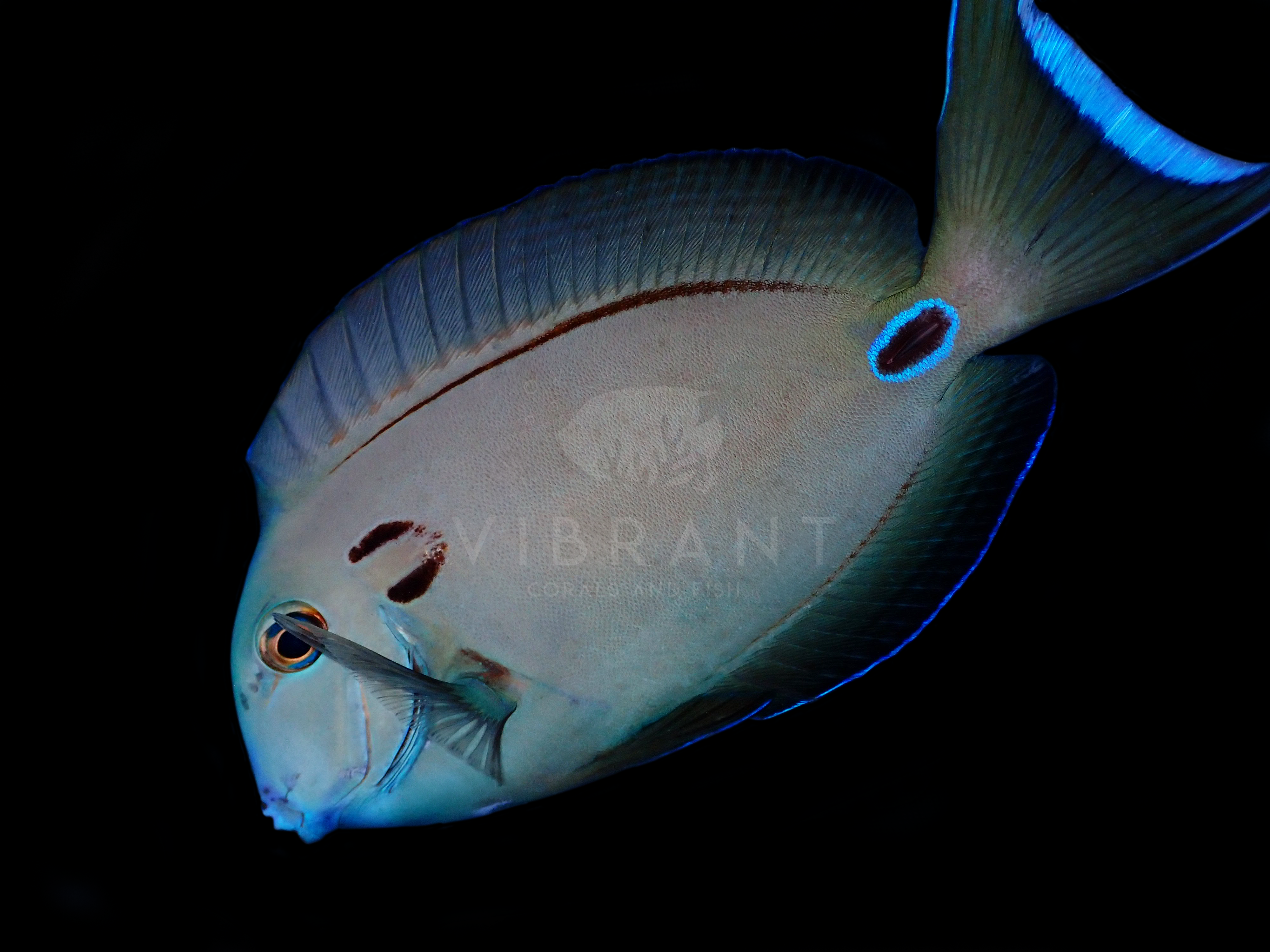 Lieutenant Tang (Acanthurus tennenti)