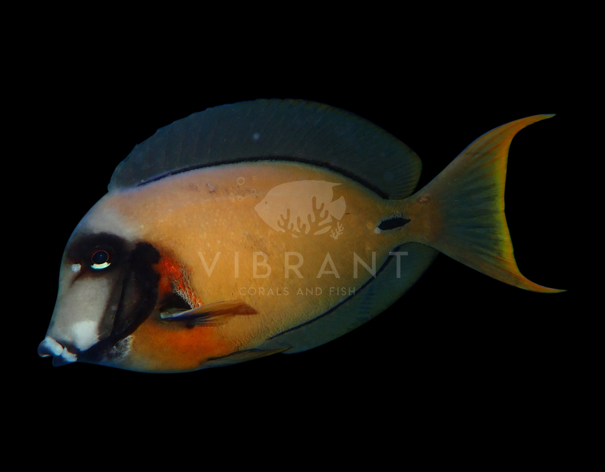 Godiva Chocolate Tang (Acanthurus pyroferus)