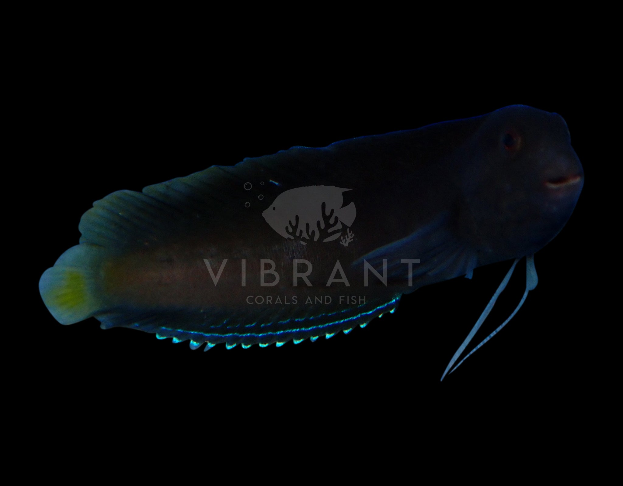Flametail Blenny (Enchelyurus flavipes)