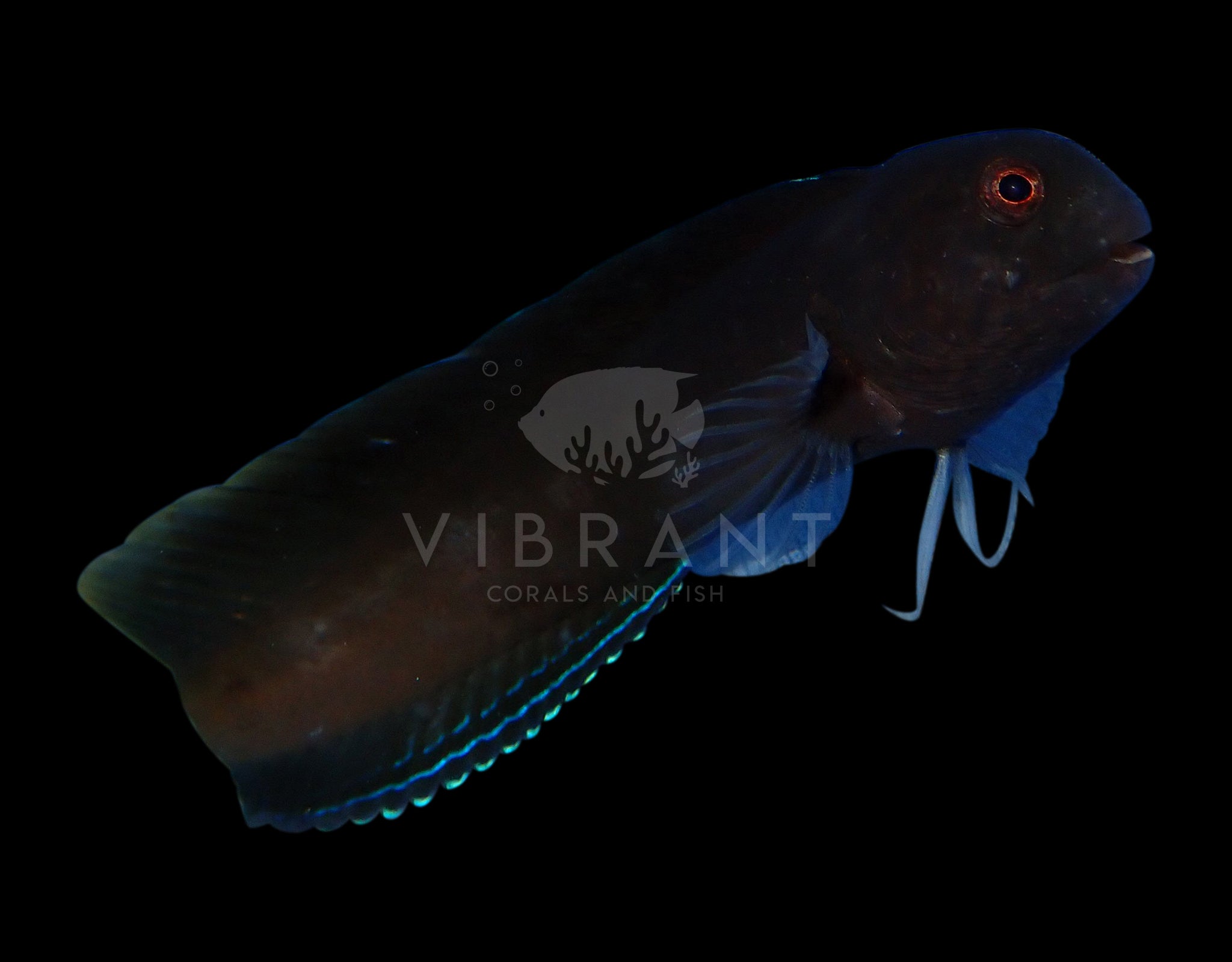 Flametail Blenny (Enchelyurus flavipes)