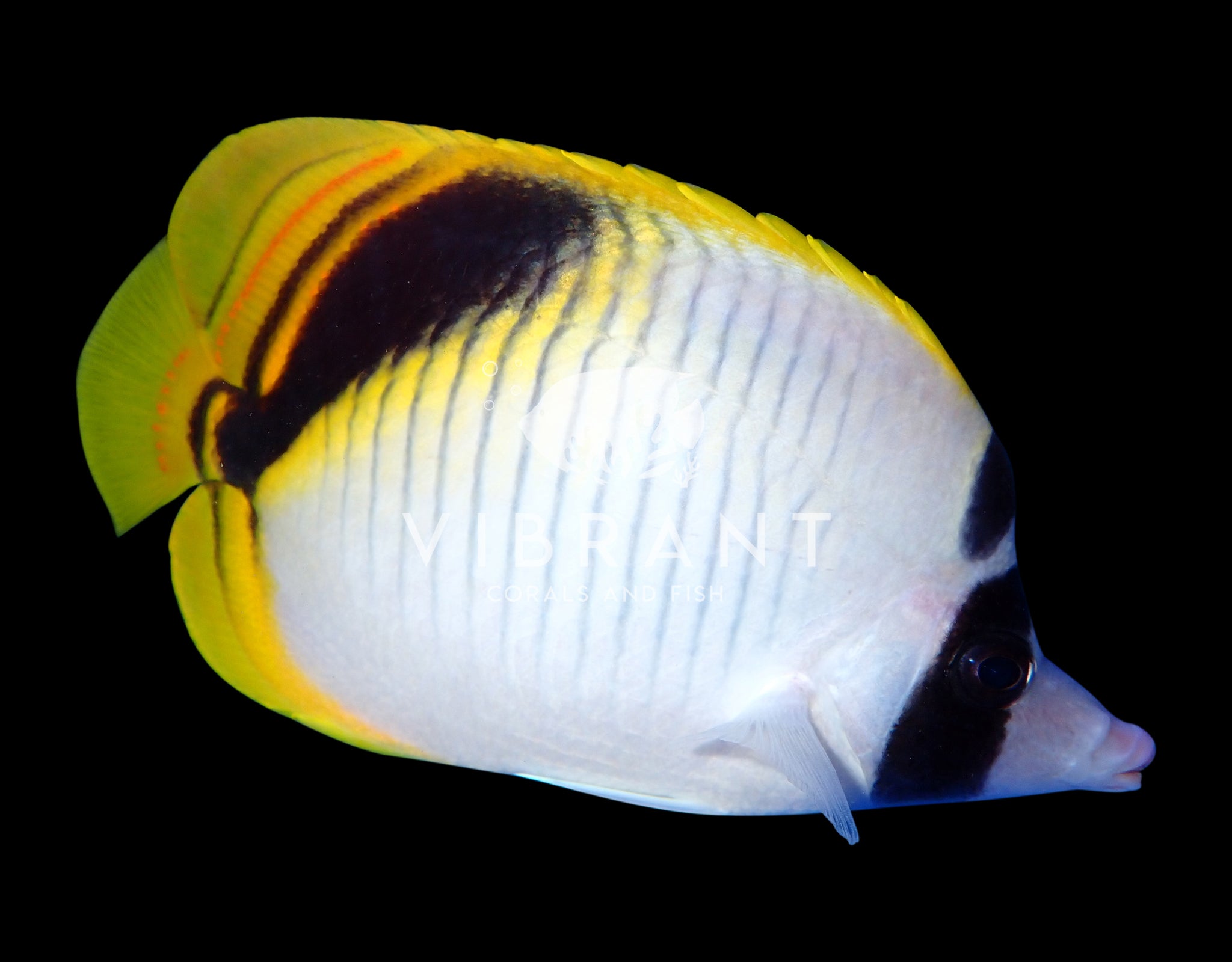 Lined Butterflyfish (Chaetodon lineolatus)