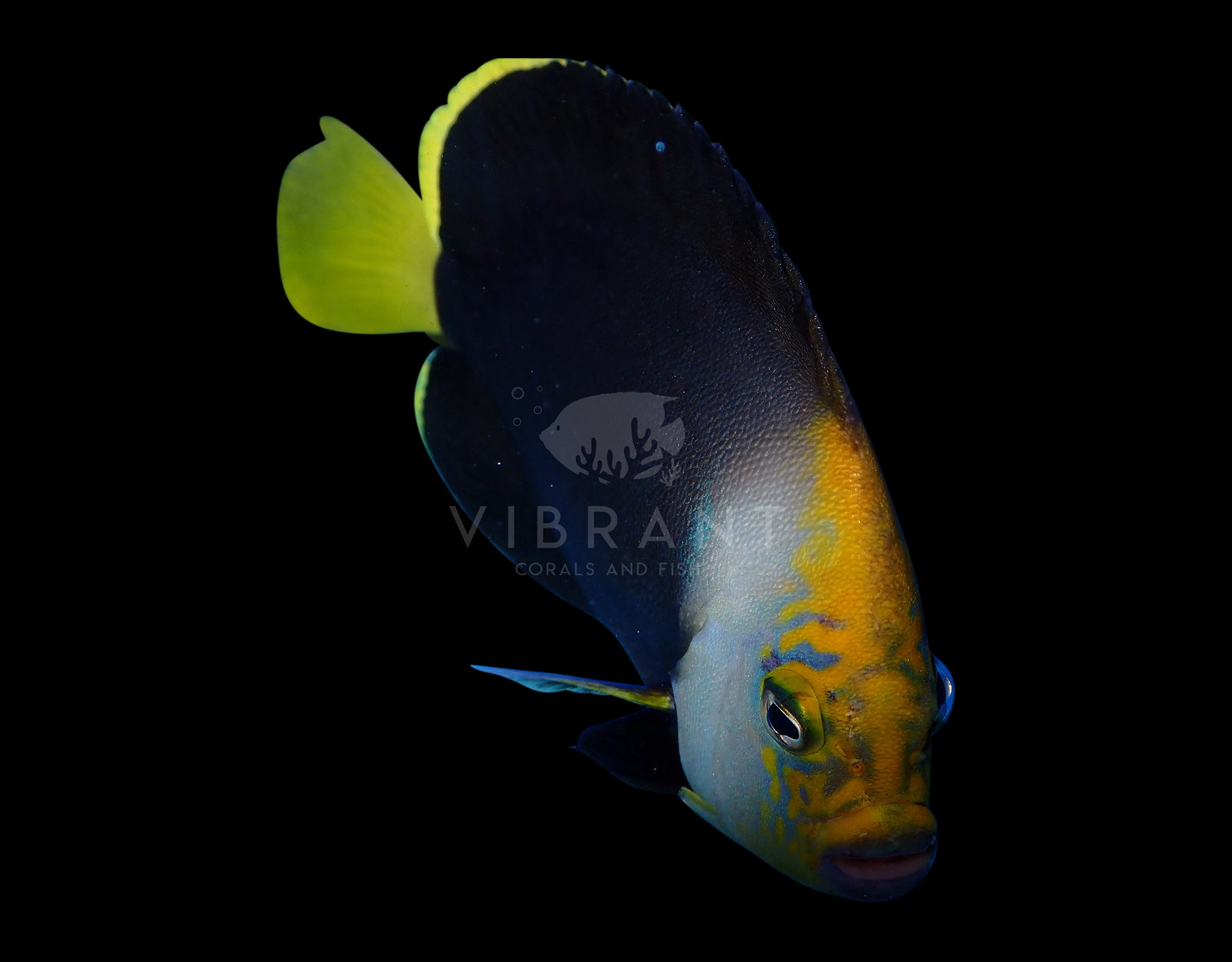 Vanderloosi Angelfish (Chaetodontoplus cf Vanderloosi)