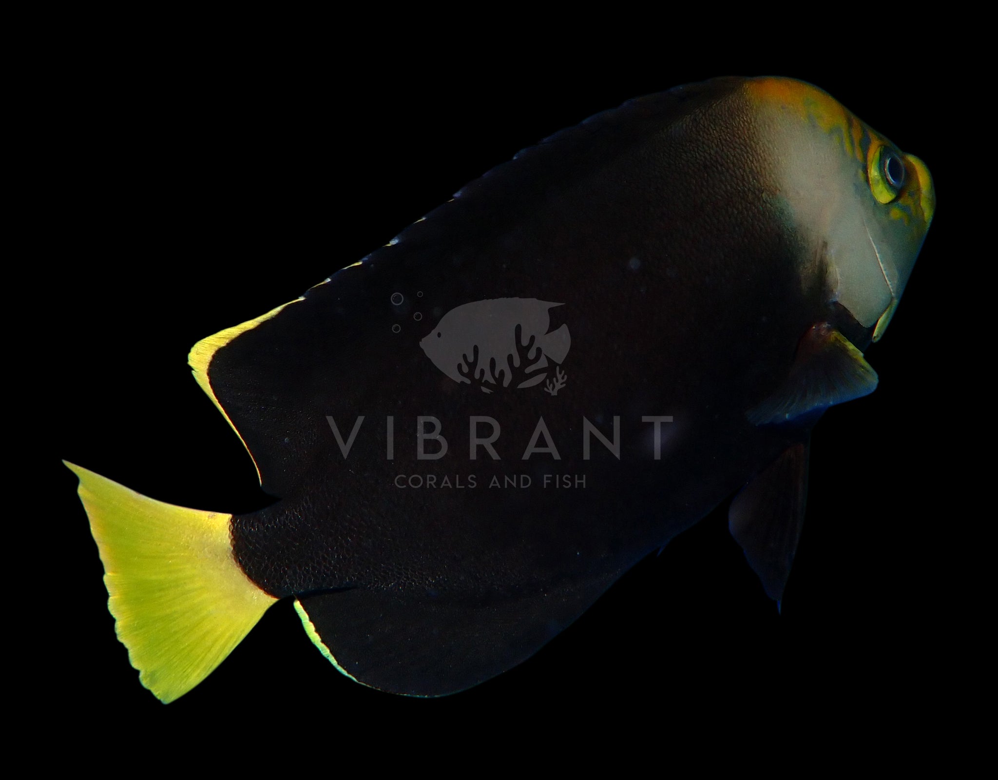 Vanderloosi Angelfish (Chaetodontoplus cf Vanderloosi)