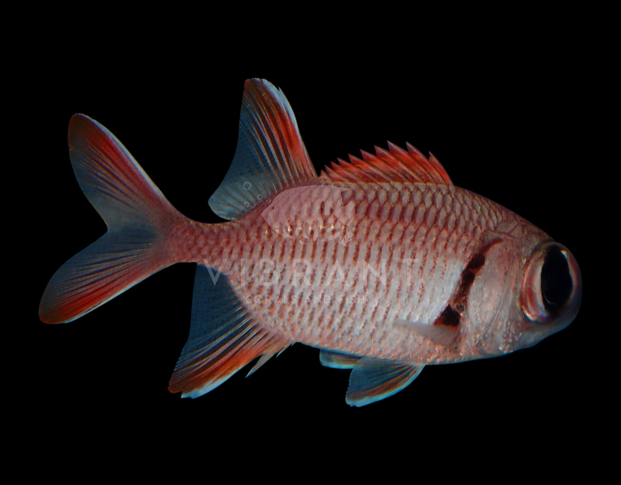 Big Eye Black Bar Squirrelfish (Myripristis murdjan)
