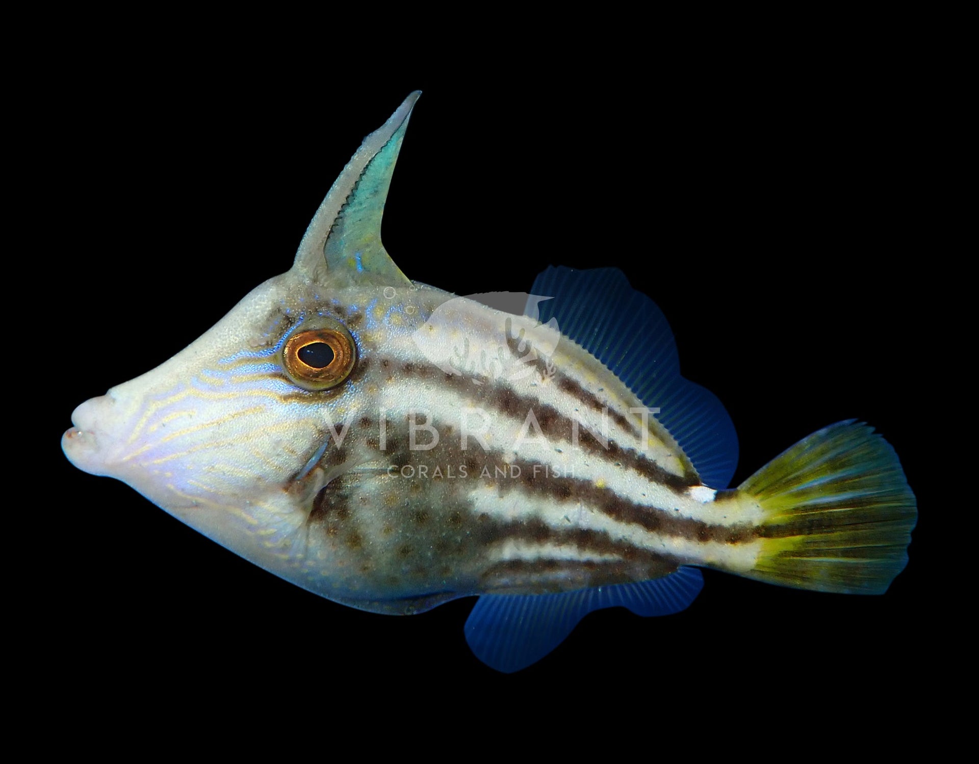 Toby Puffer (Canthigaster rostrata)