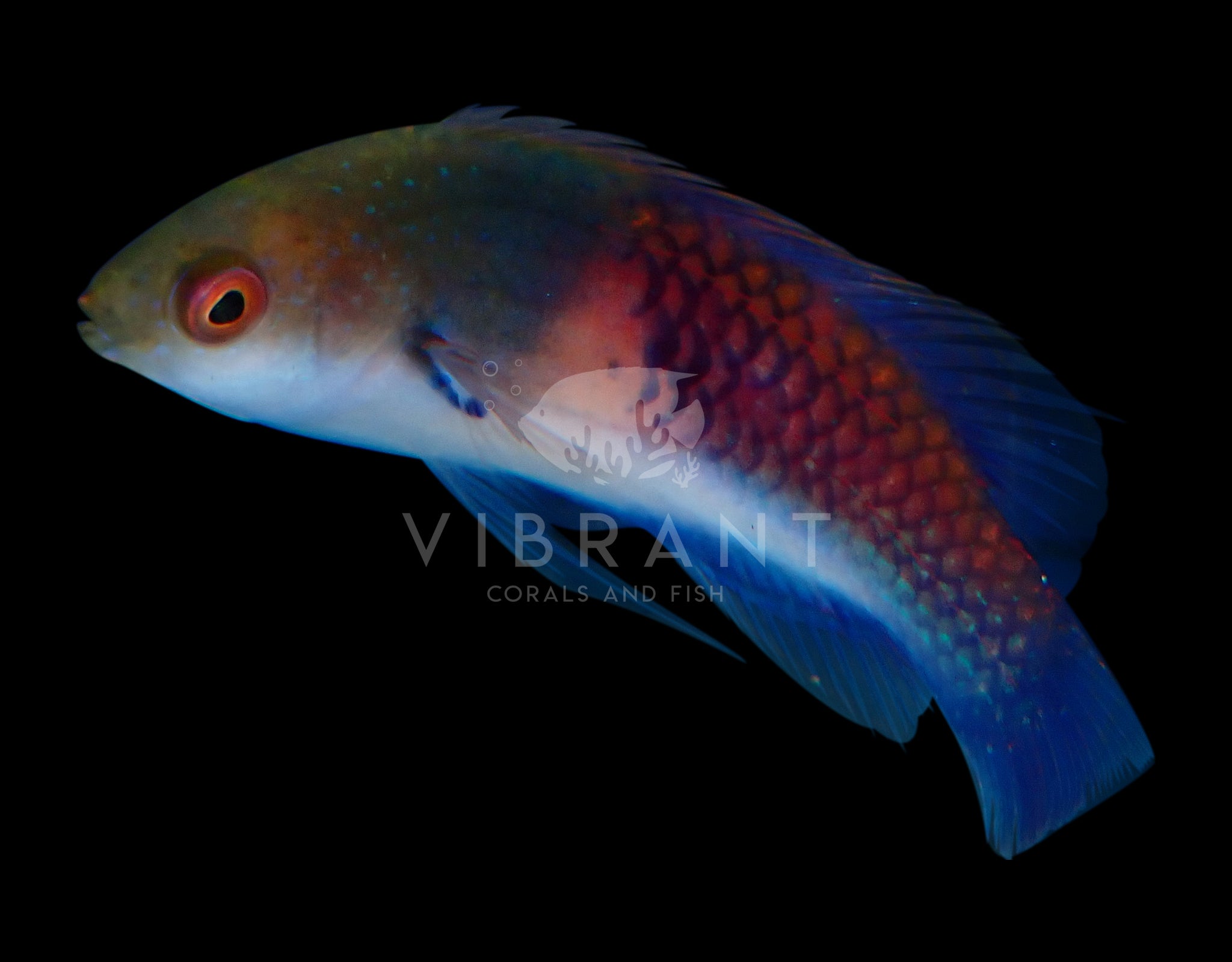 Yellow Flanked Wrasse (Cirrhilabrus ryukyuensis)