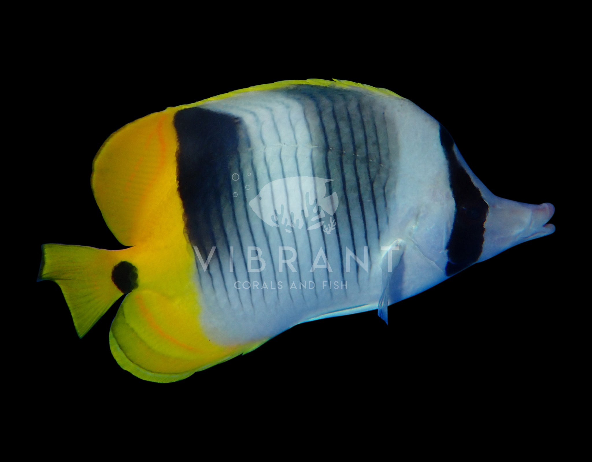 Double Saddle Butterflyfish (Chaetodon ulietensis)