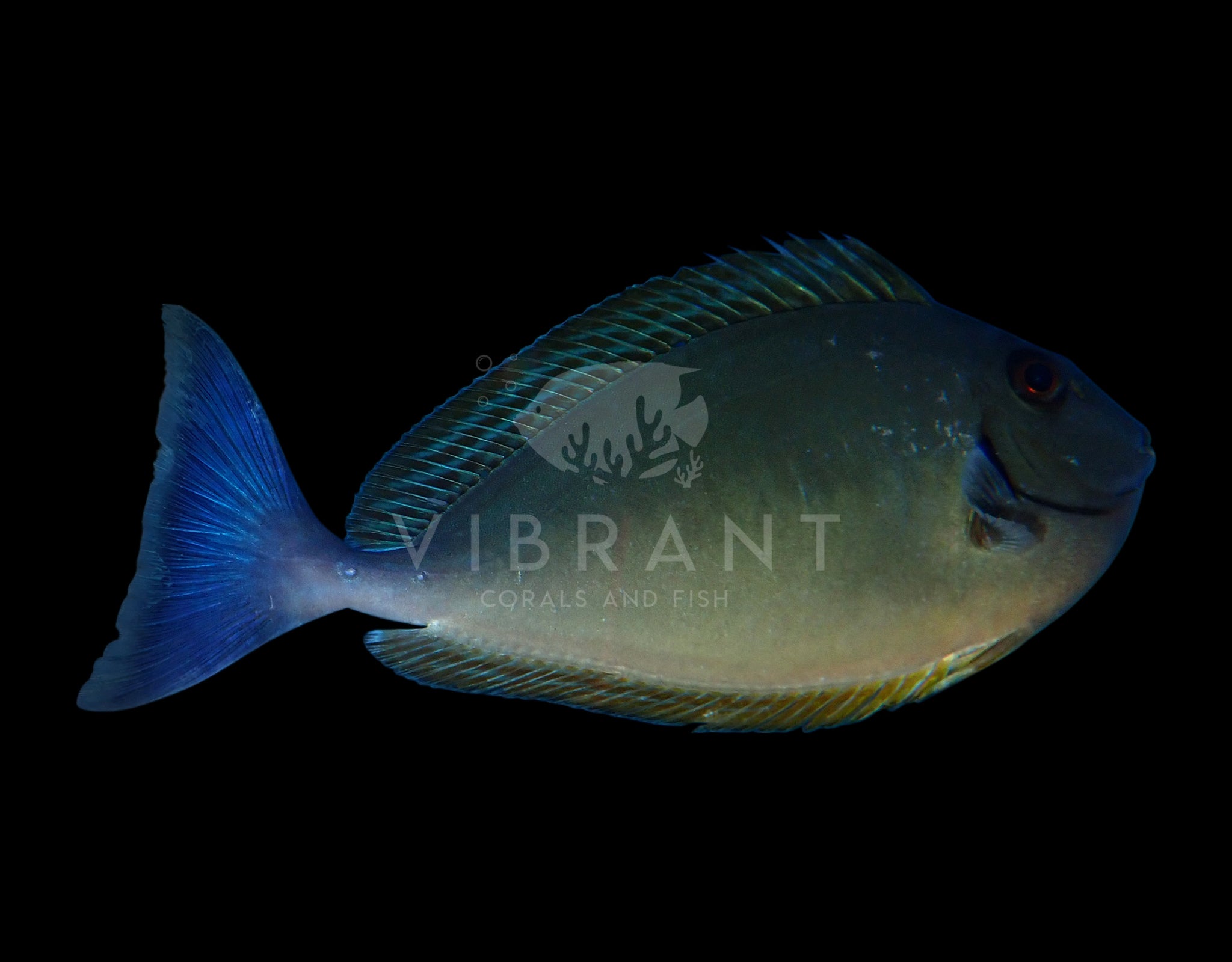 Naso Tang (Naso lituratus)