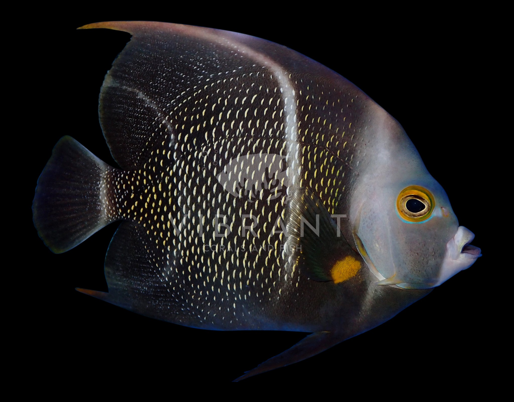 French Angelfish (Pomacanthus paru)