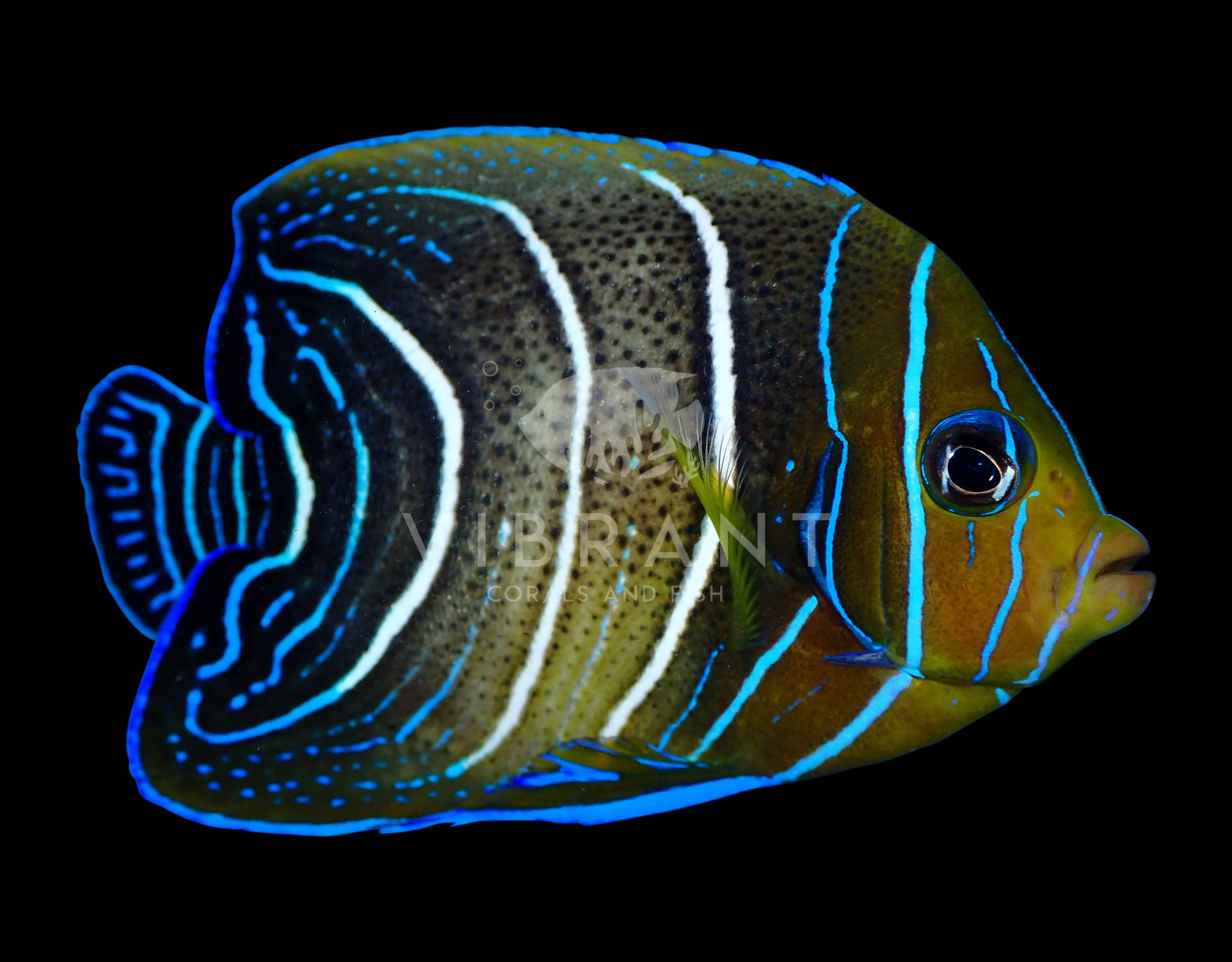 Koran Angelfish (Pomacanthus semicirculatus)